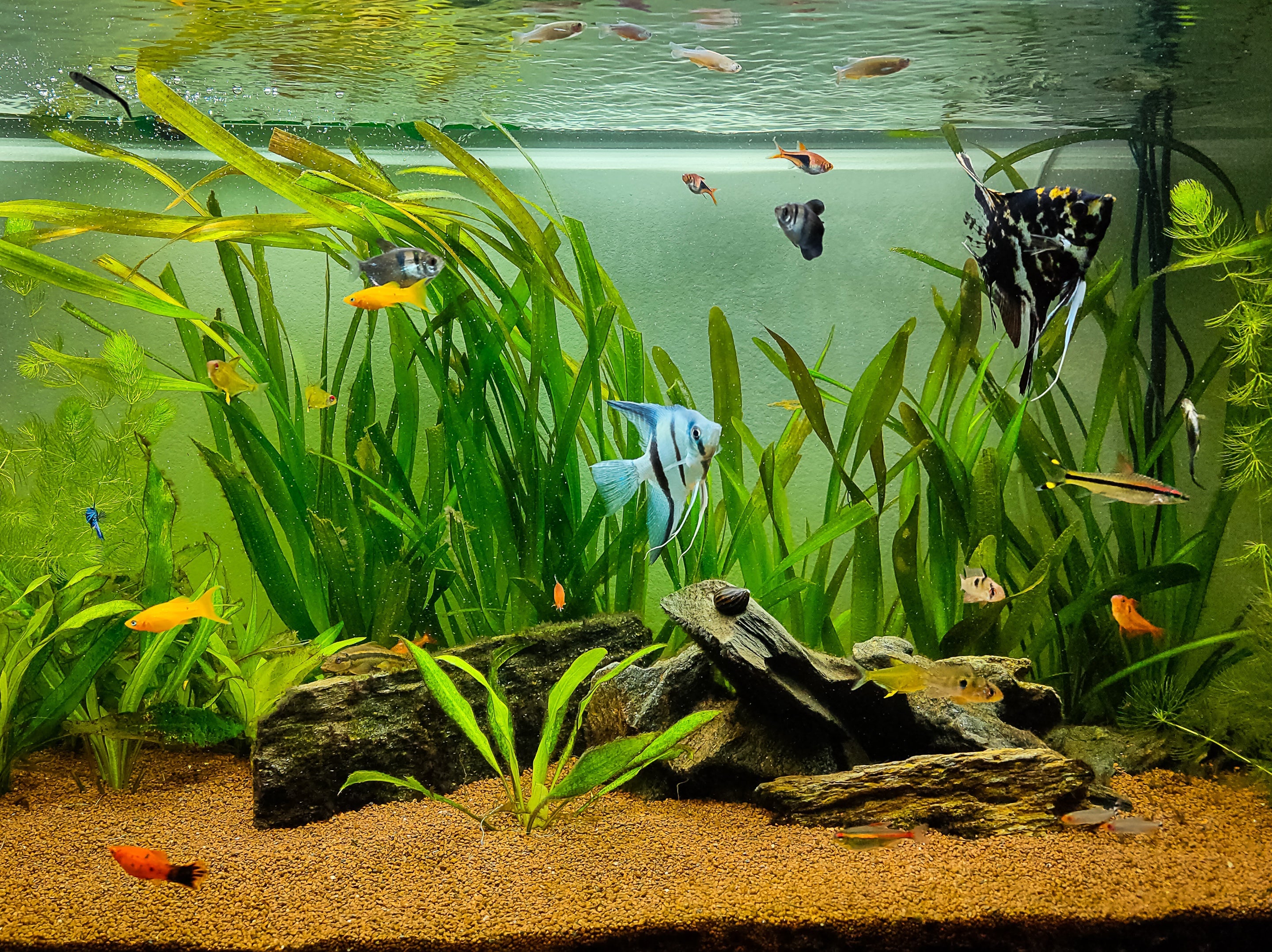 Top 5 Must-Have Sword Plants for Your Planted Tank β Splashy Fish