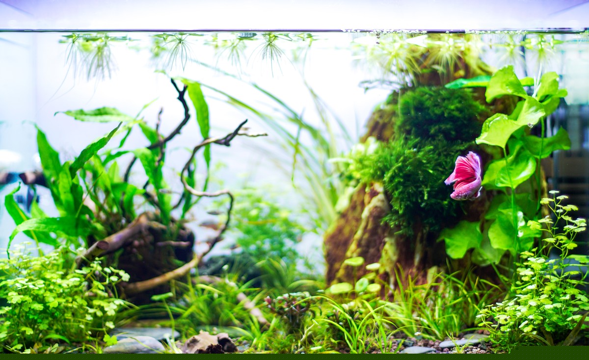 betta fish tank, tank mates for betta fish, can betta fish live with freshwater shrimp, betta fish vs freshwater shrimp, betta fish tank mates, bettas tank, siamese fighting fish