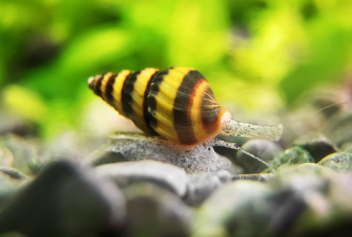 assassin snail, assassin snails, assassin snail care, assasin snail, how to care for assassin snail, assassin snail in freshwater aquarium, assassin snails for aquarium