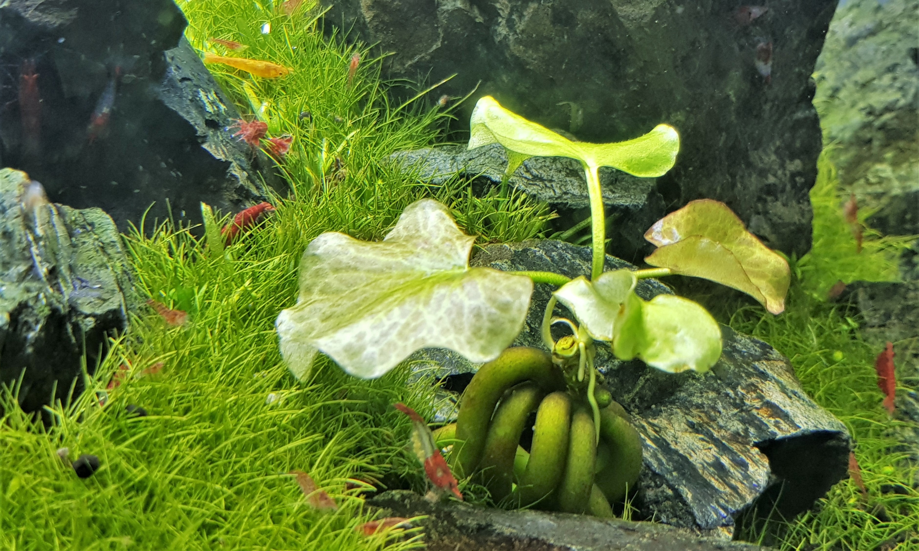 banana plants, banana aquatic plant, banana plant in freshwater aquarium, banana plant in aquarium tank, banana aquarium plant, banana aquatic plant care, care guide for banana aquarium plant