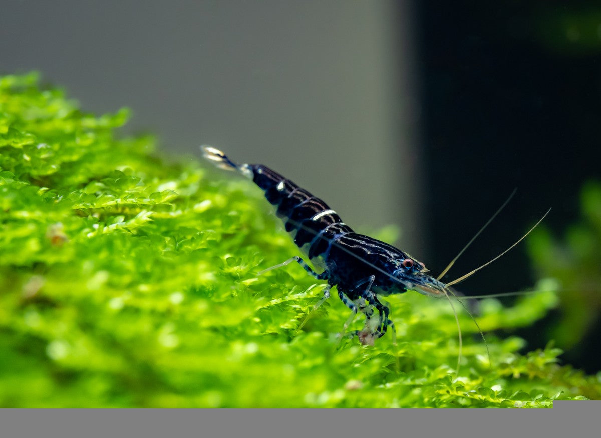 shrimp plants, planted shrimp tank, best plants for shrimp tank, plants for shrimp tank, best plants for shrimp, shrimp tank plants, best plants for cherry shrimp, shrimp plant varieties, common freshwater aquarium plants, plants for shrimp