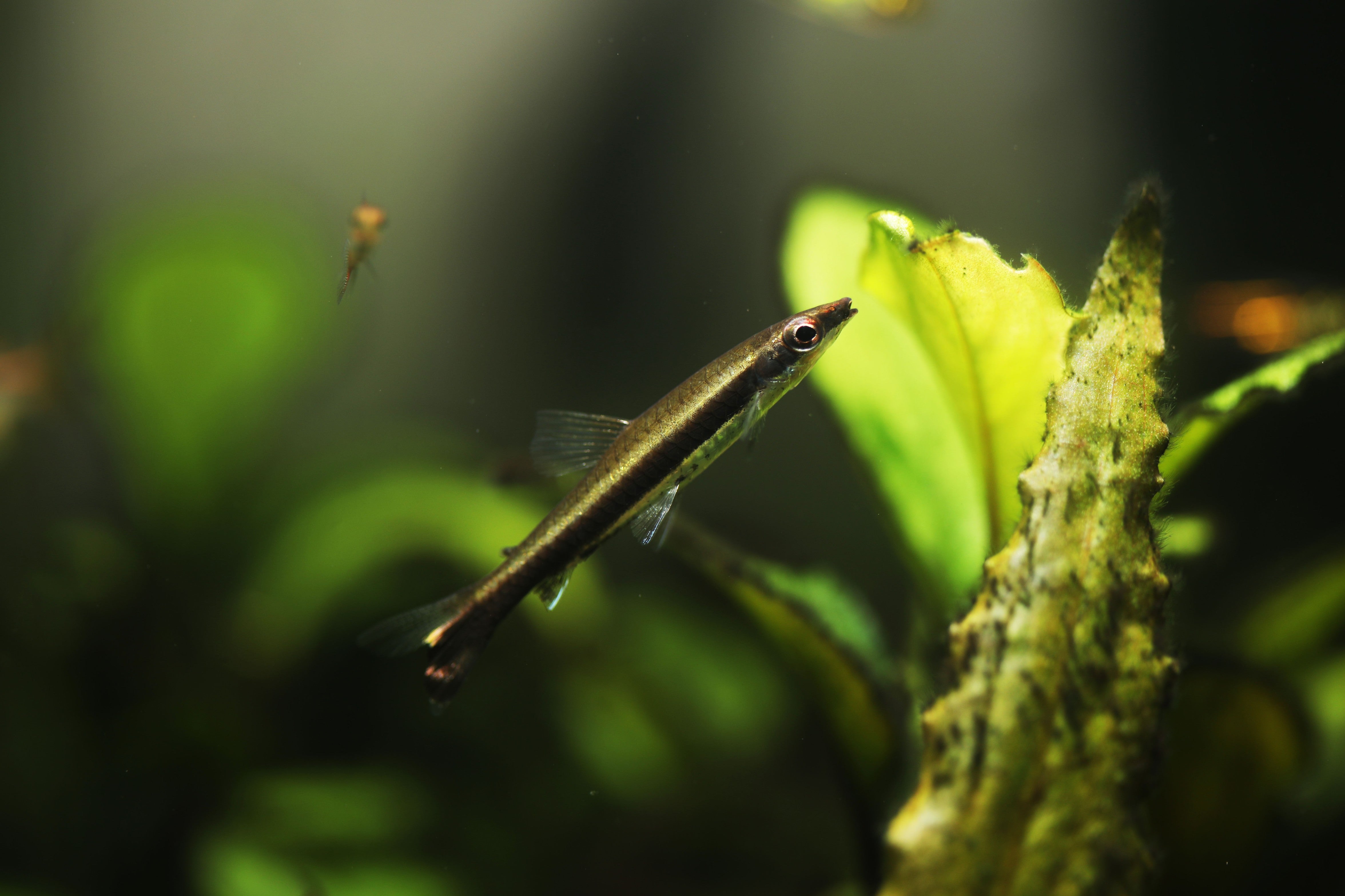 brown pencil fish, brown pencilfish, pencil fish, pencilfish, pencilfish for sale, pencilfish types, surface dwelling fish, pencil fish species, pencil fish types, pencilfish care, ultimate care guide for pencilfish, pencil fish care