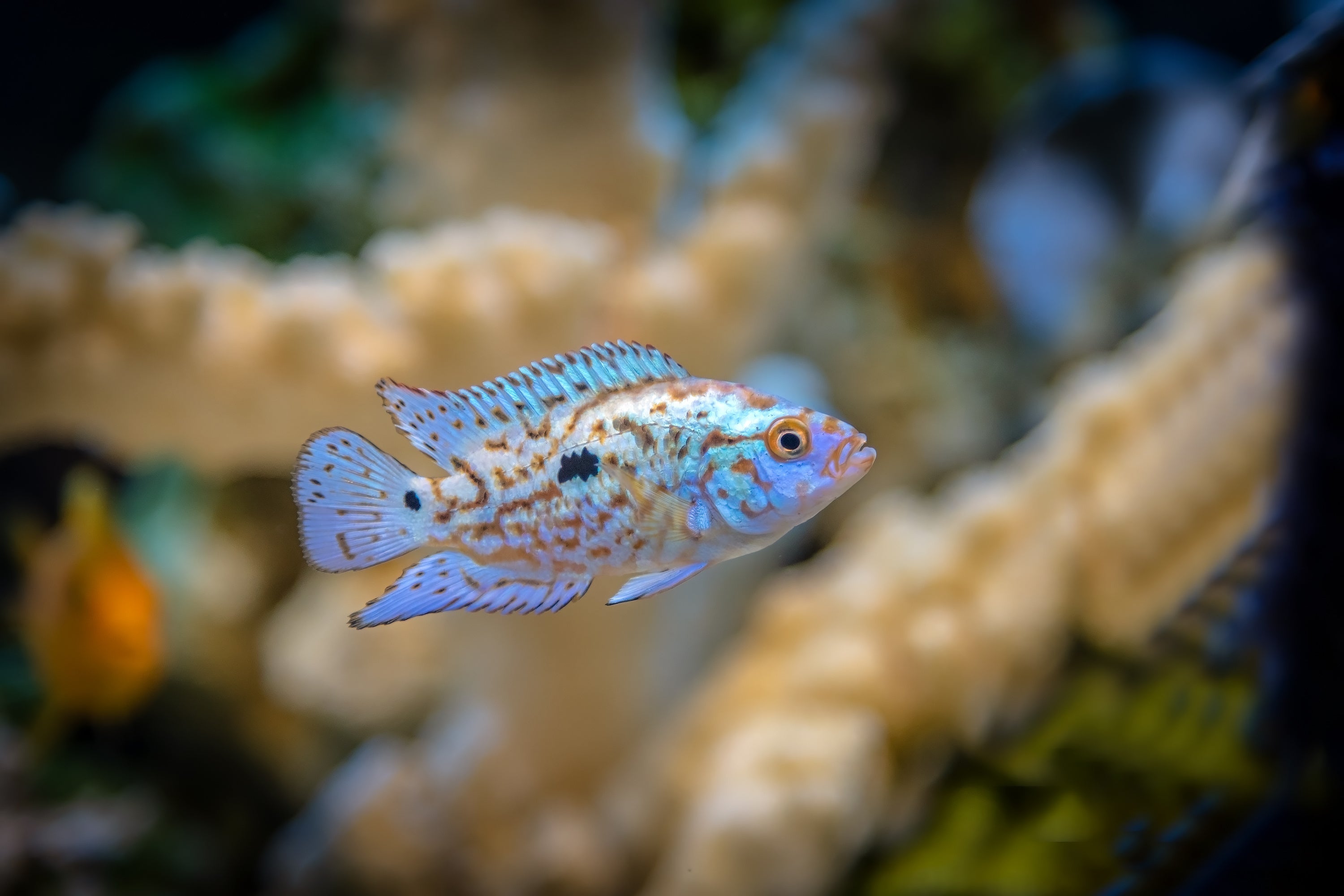 peacock cichlid fish, top 10 best tank mates for peacock cichlid fish, peacock cichlid tank mates, peacock cichlids tank, peacock cichlid fish for aquarium tank, aulonocara fish, peacock freshwater fish, peacock tank mates, peacock fish tank mates