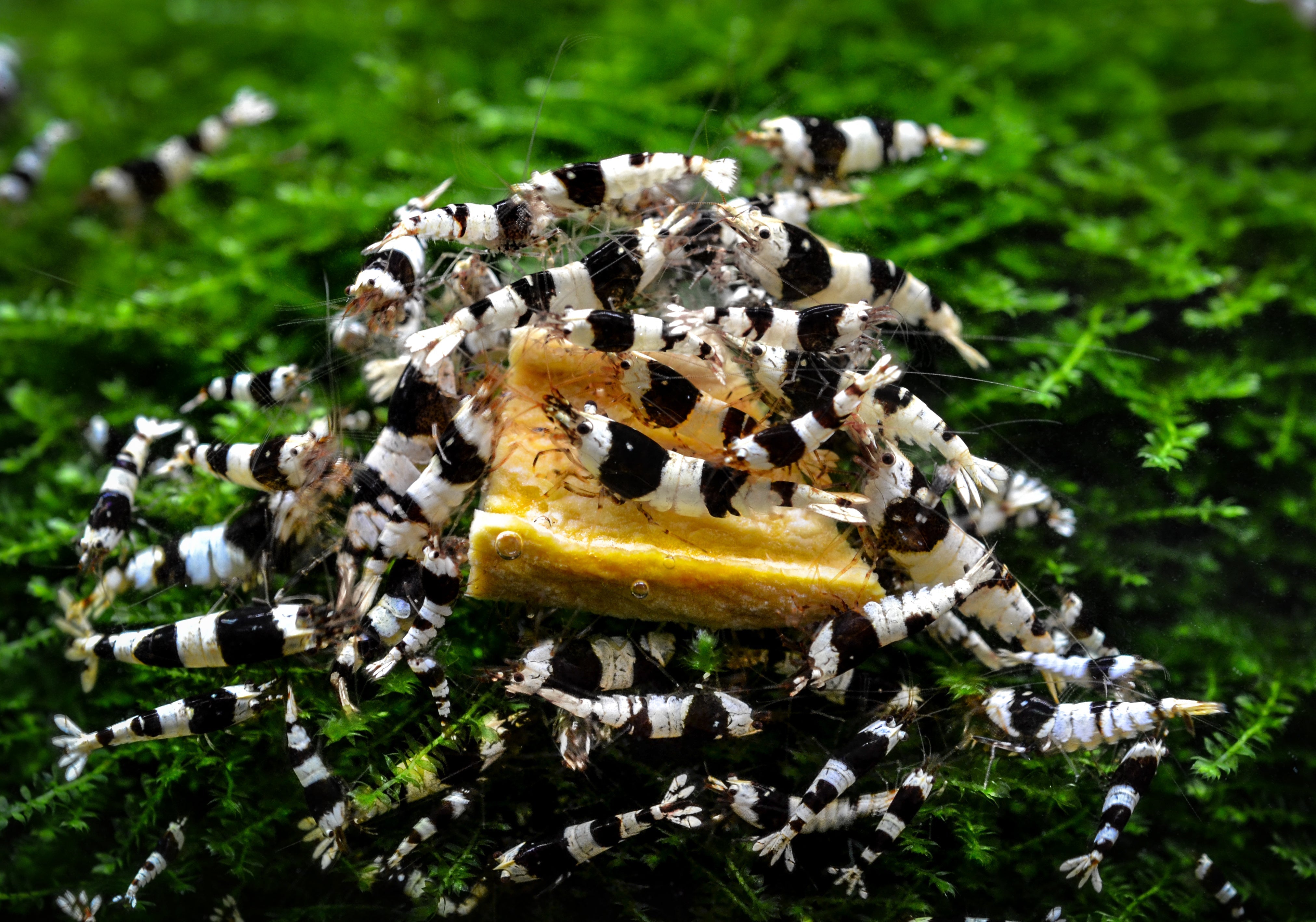 crystal black shrimp, crystal shrimp black, black freshwater shrimp, black neocaridina, black neocaridina shrimp, crystal black shrimp care, care guide for crystal black shrimp, crystal black shrimp tank, crystal black freshwater shrimp