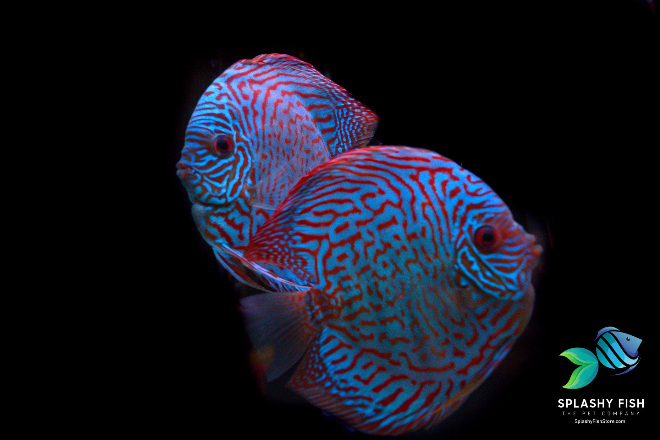 Care Guide for Discus Fish, Discus Fish Care Guide, Discus Fish, discus fish for sale
