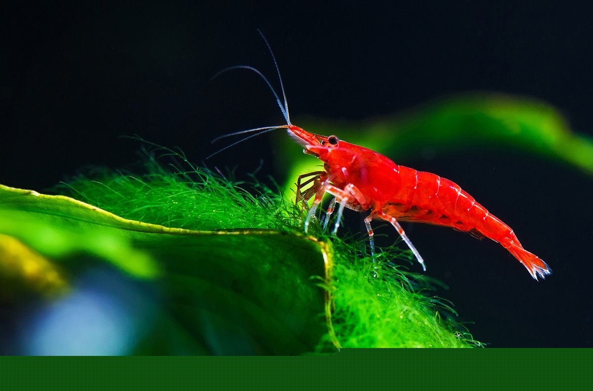 Red Cherry Shrimp, red cherry shrimp tank, tank mates for red cherry shrimp tank, red cherry shrimp tank mates, red cherry neocaridina shrimp, top 5 tank mates for red cherry shrimp tank