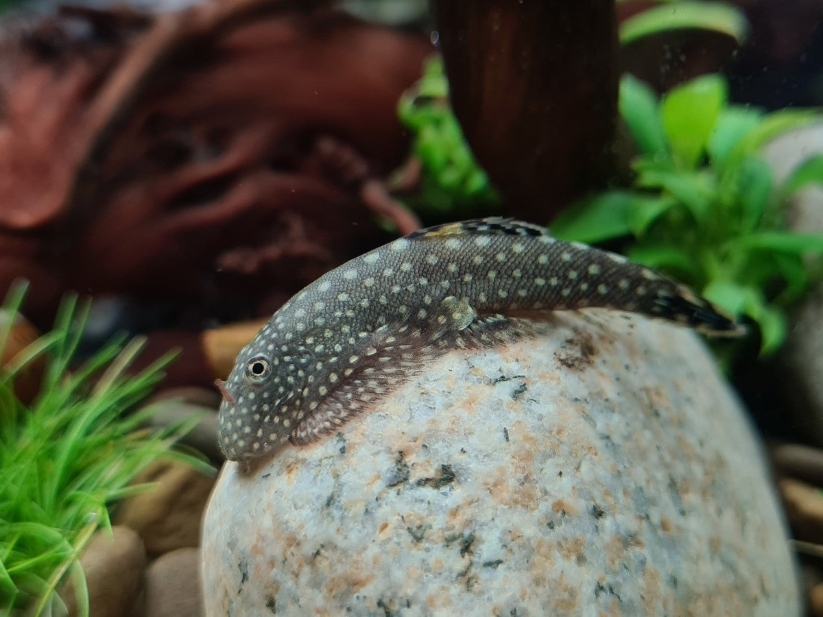 hillstream loach fish, hillstream loaches, top 10 coldwater fish for freshwater aquarium, cold water fish for aquariums, coldwater freshwater fish, cold water freshwater fish, coldwater fish aquarium