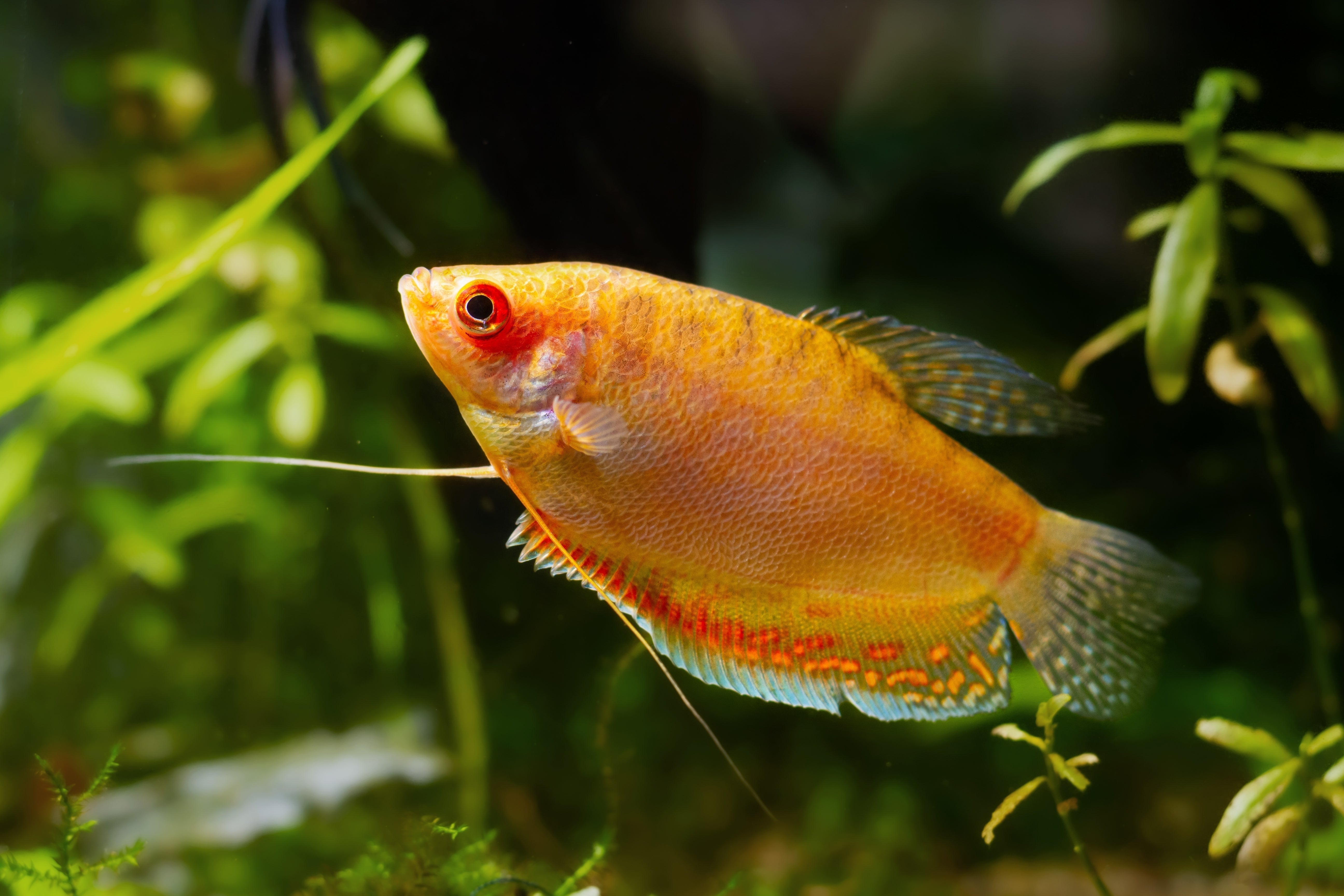 ultimate care guide for honey gourami, honey gourami, honey gouramis, honey gourami care, honey dwarf gourami, dwarf honey gourami, gourami care, dwarf gourami care