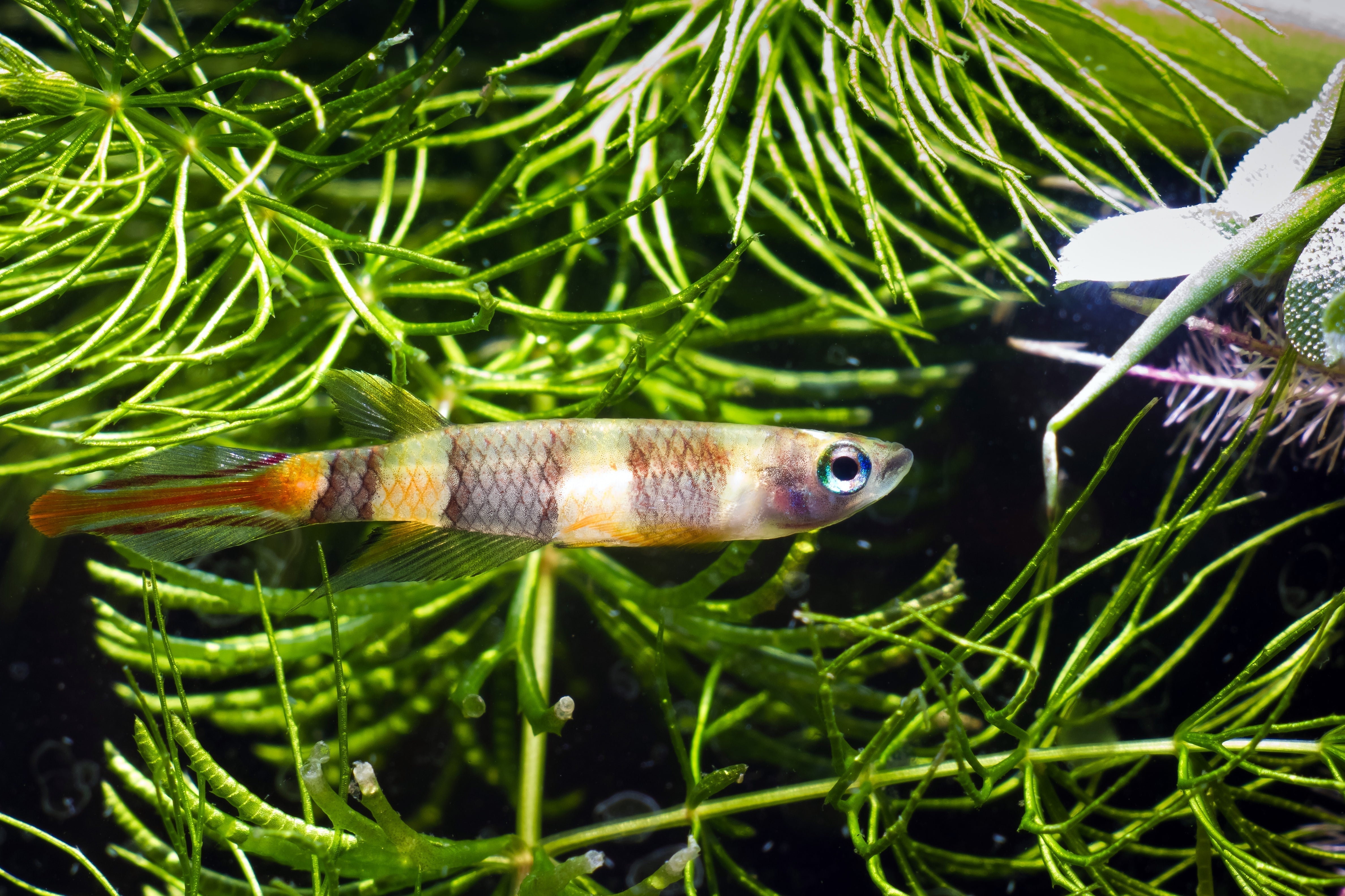 killifish, killifish types, types of killifish, top 5 types of killifish for aquarium tank, freshwater killifish, kilifish, killifish for aquarium, killifish tank, colorful killifish, killifish care