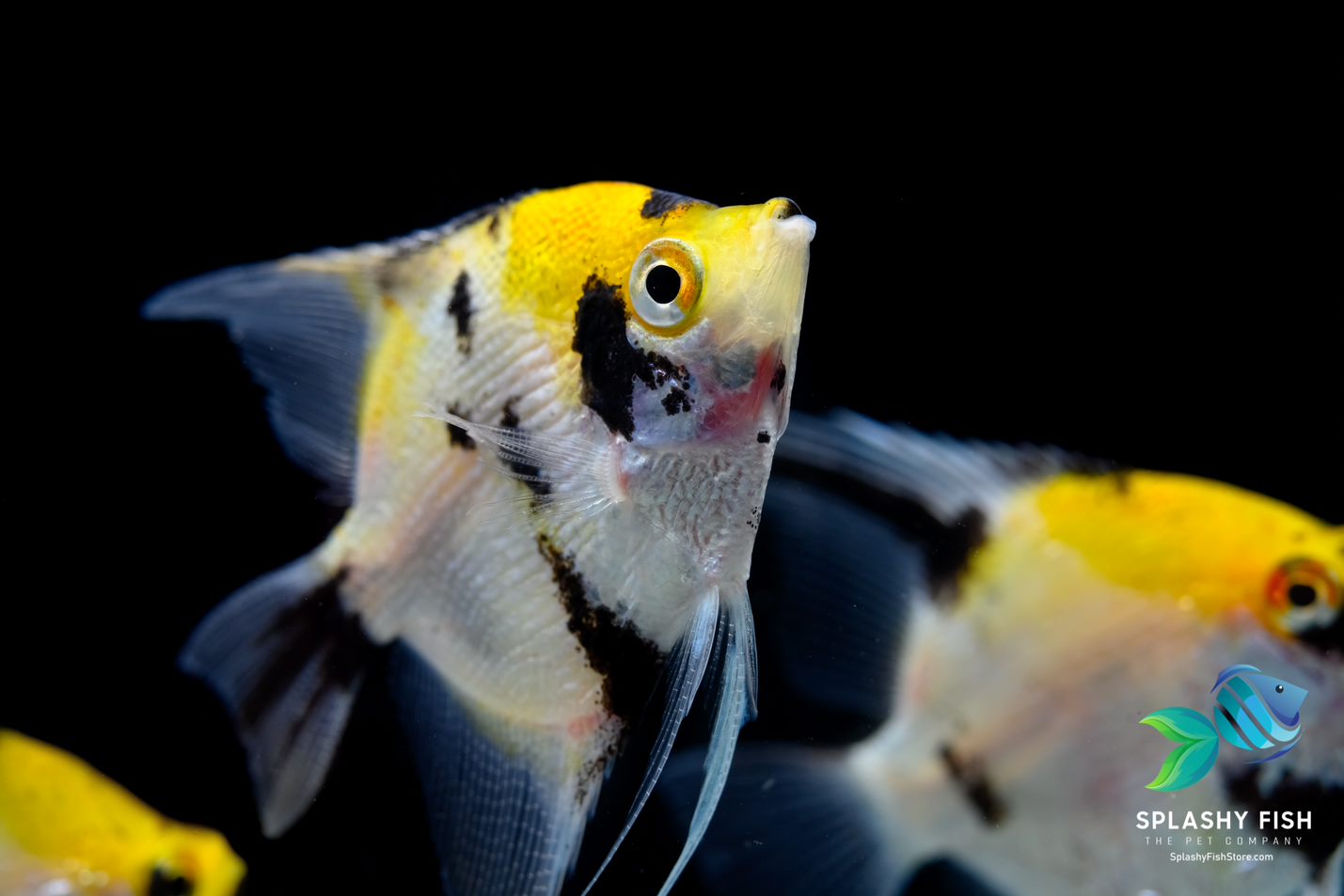 CARE GUIDE FOR YOUR ANGELFISH