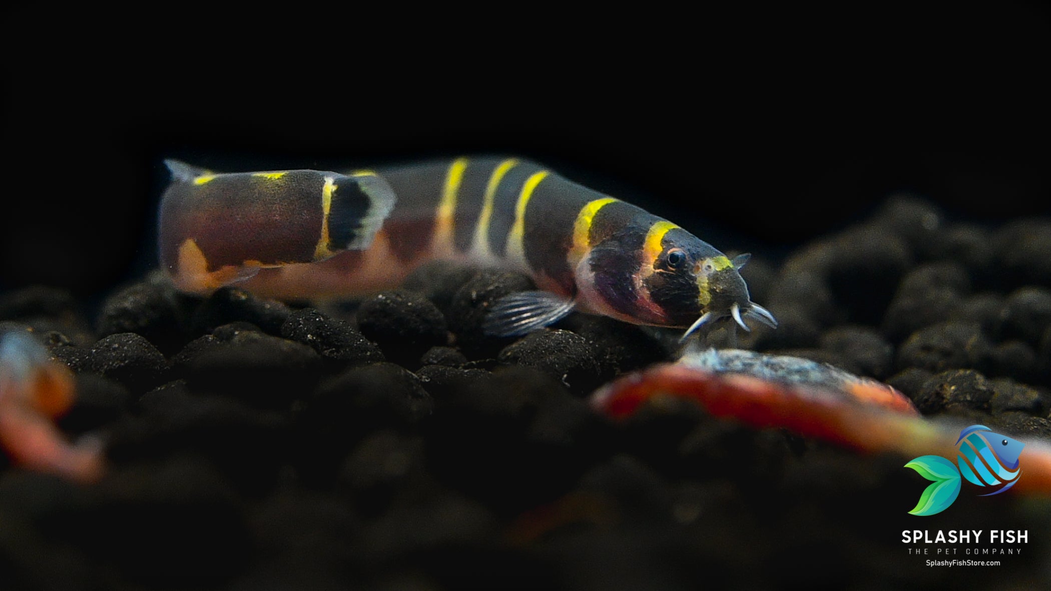 Care Guide for Kuhli Loach