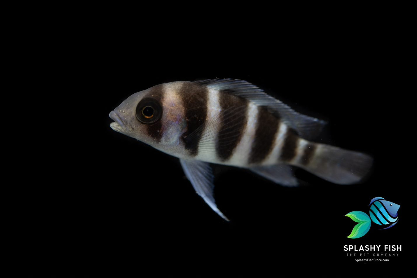 care guide for your frontosa cichlids, frontosa cichlid care, frontosa cichlid care guide, frontosa cichlid fish, frontosa african cichlid, frontosa cichlid aquarium, frontosa cichlid tank size