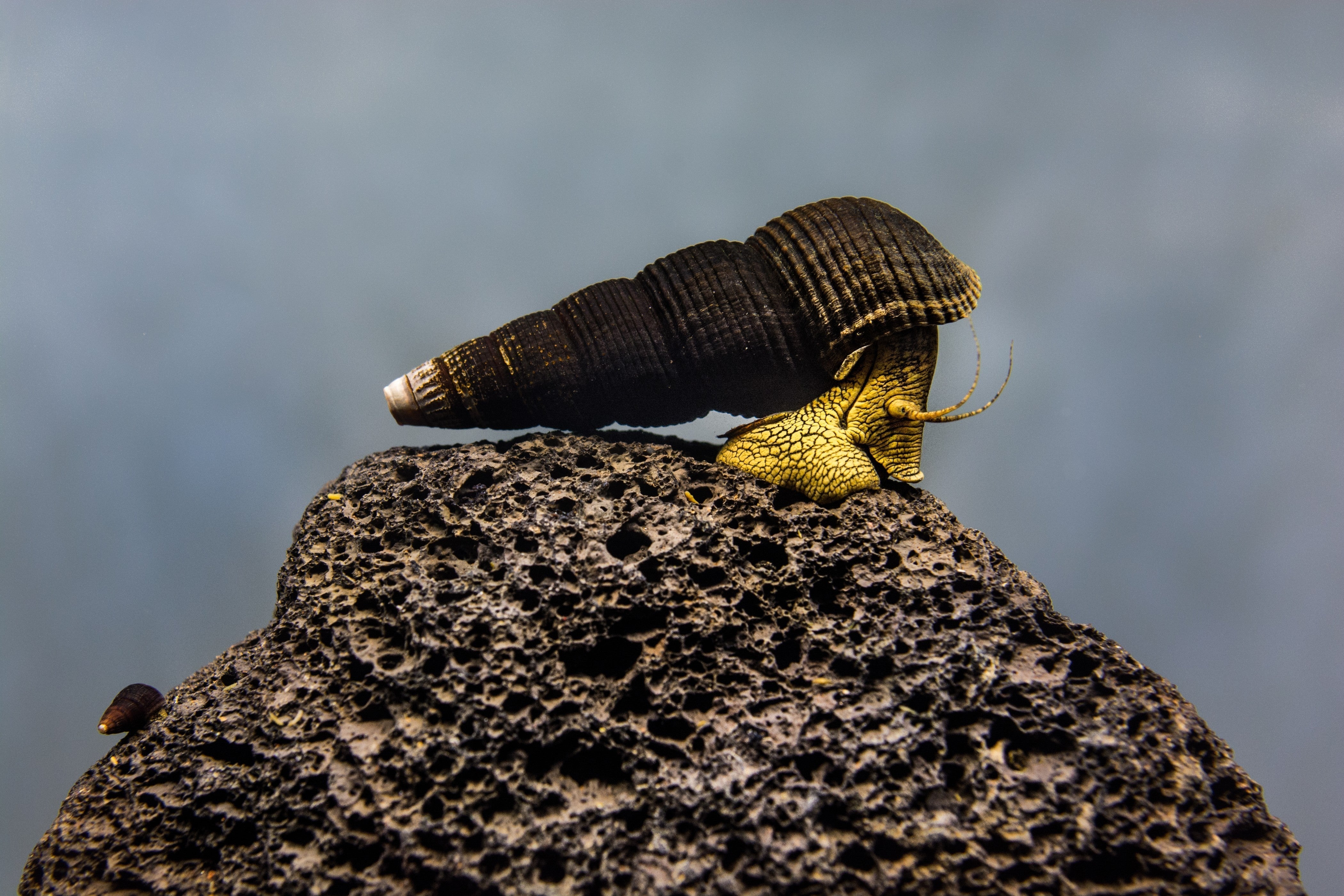 rabbit snail, rabbit snails, rabbit snail care, elephant snail, yellow rabbit snail, orange rabbit snail, rabbit snail types, best aquarium snails, freshwater snail care, aquarium snail care, elephant snails, snail rabbit, types of rabbit snails