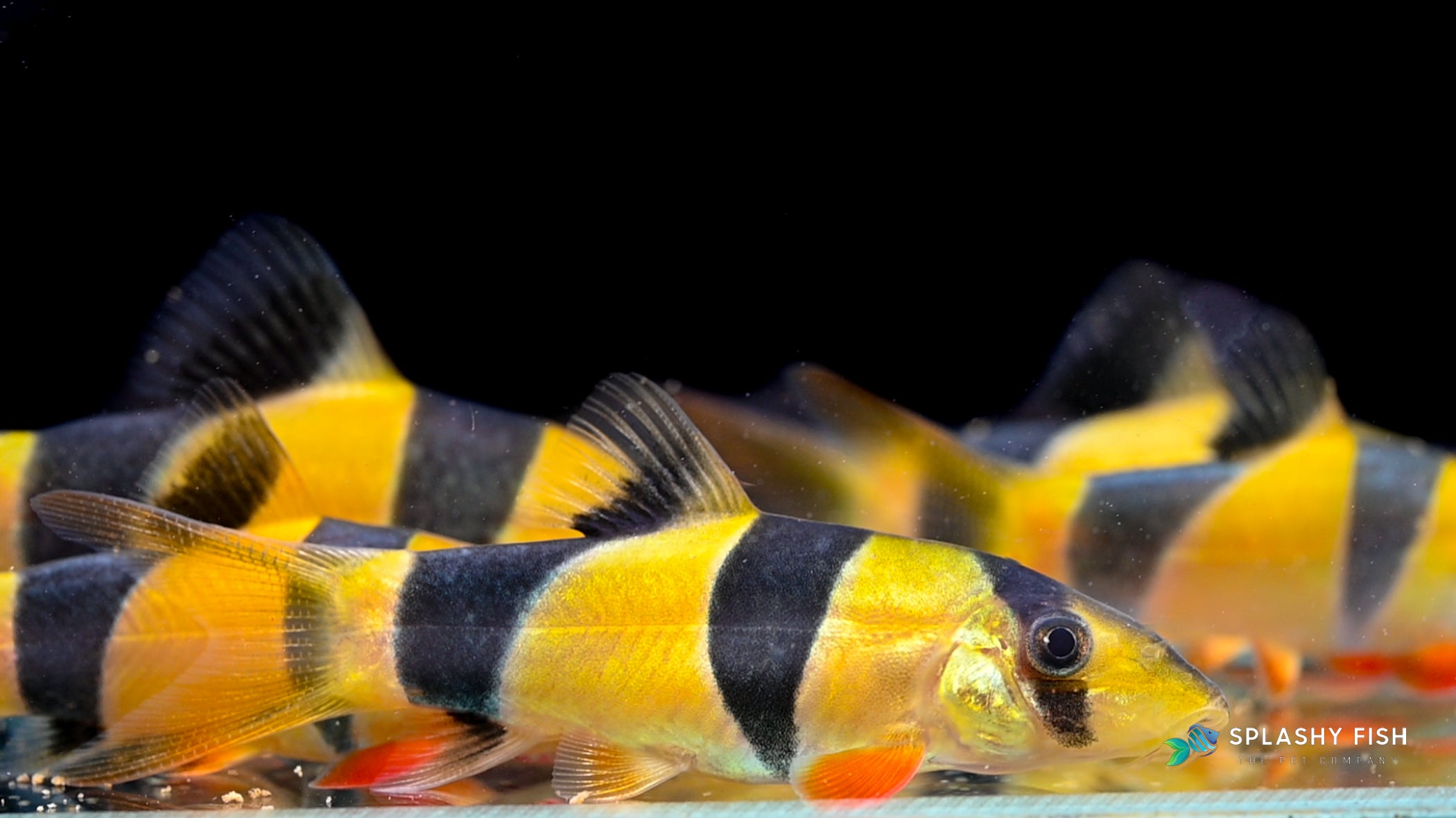 Care Guide for Loach Fish