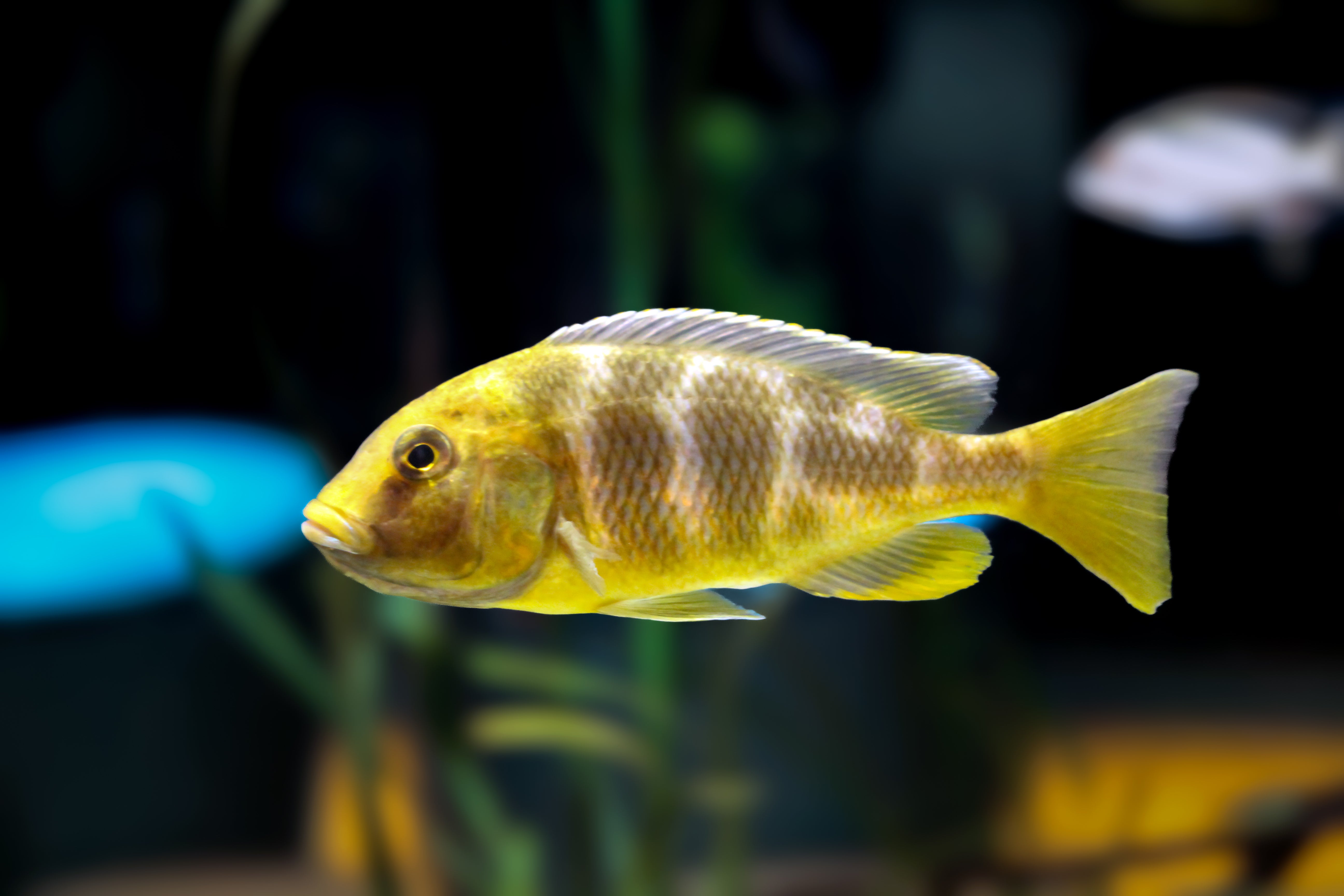 Cichlid fish, vibrant yellow cichlid fish, cichlid fish care guide, how to care for cichlid fish, cichlids, freshwater fish