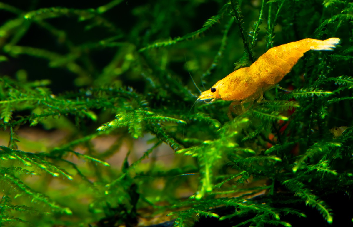 java moss in aquarium, live java moss for aquarium, java moss, java moss with yellow shrimp, a comprehensive guide to growing live java moss for aquarium, java moss care guide, how to care for java moss, java moss care