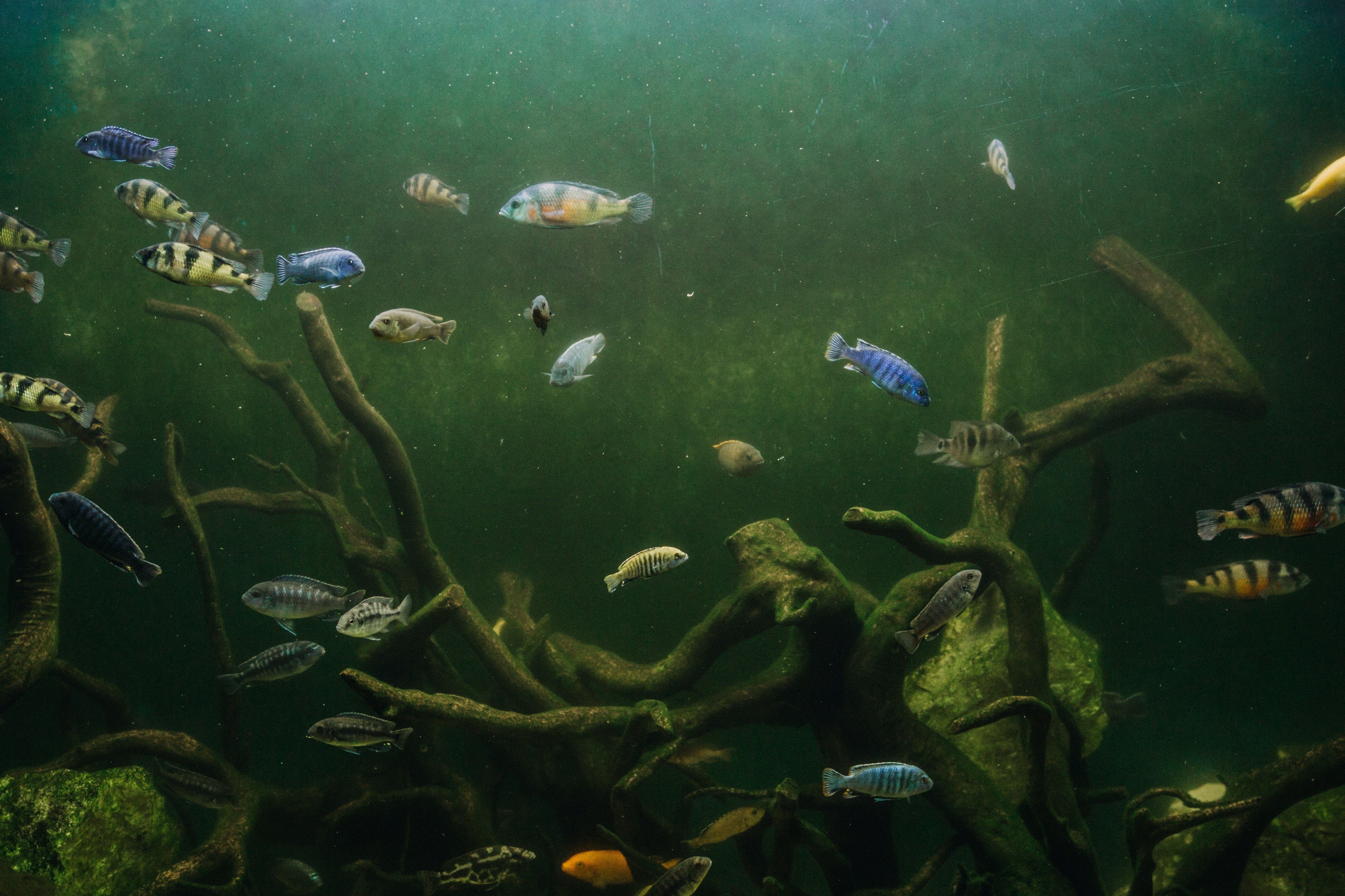aquarium with wood