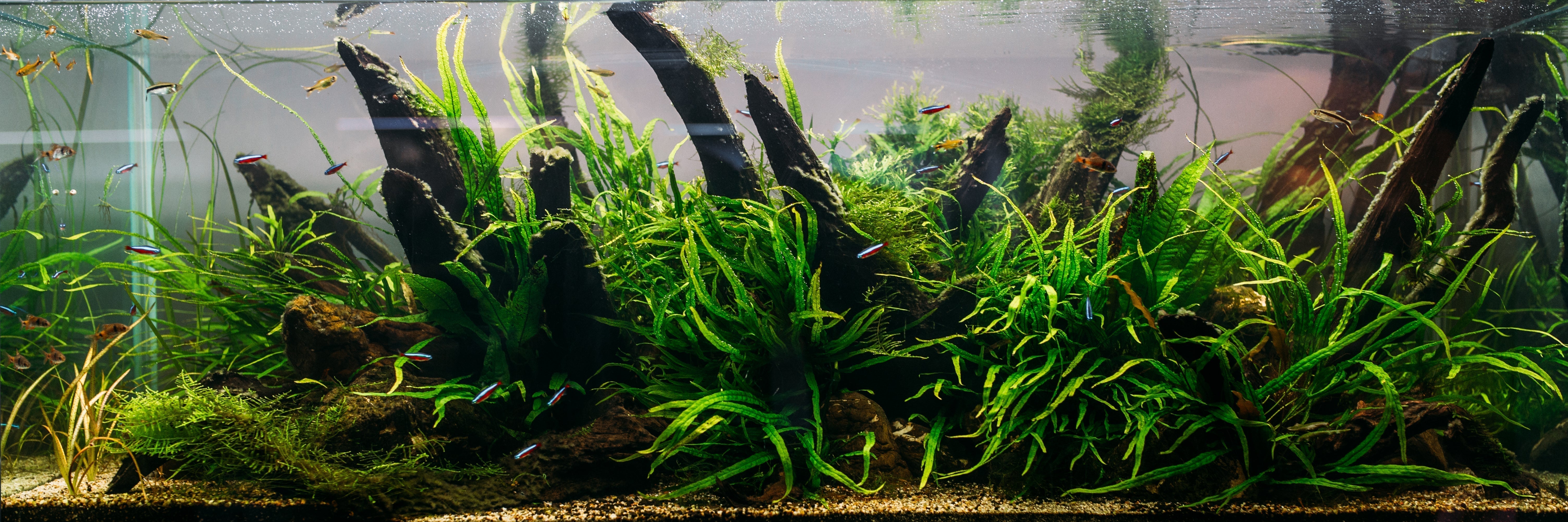 care guide for aquarium plants for beginners, live aquatic plants care guide, live plant in aquarium tank, planted tank, live aquatic plant in aquarium tank, how to care for live plants in aquarium