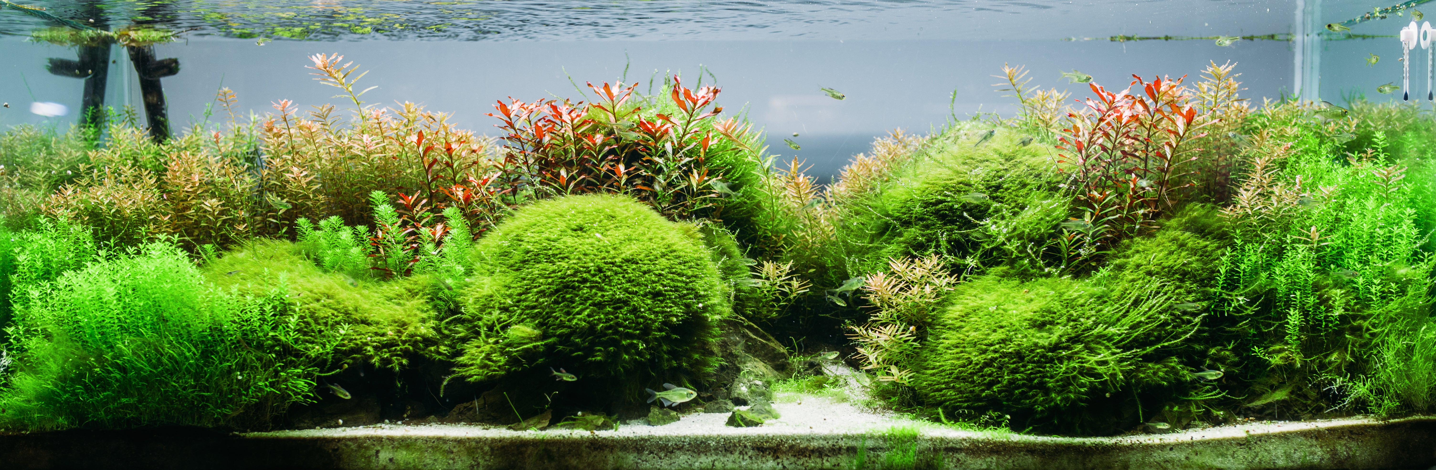 Live Aquarium plant in Planted Tank | Live Aquascape Plant