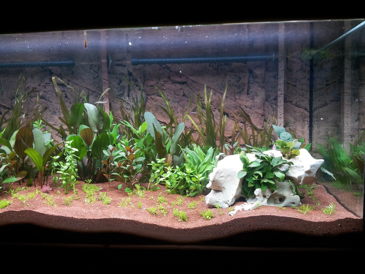 Aquarium plants