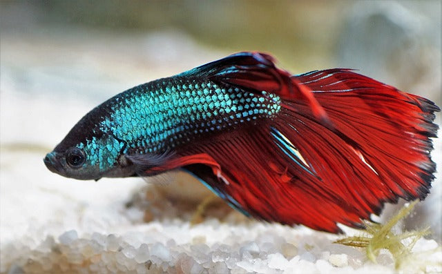 betta fish