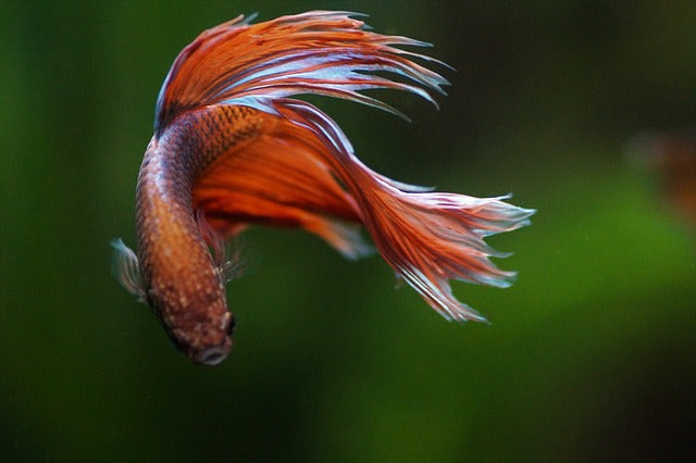 betta fish