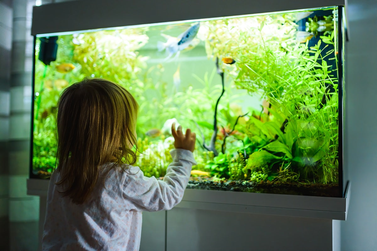aquarium lights