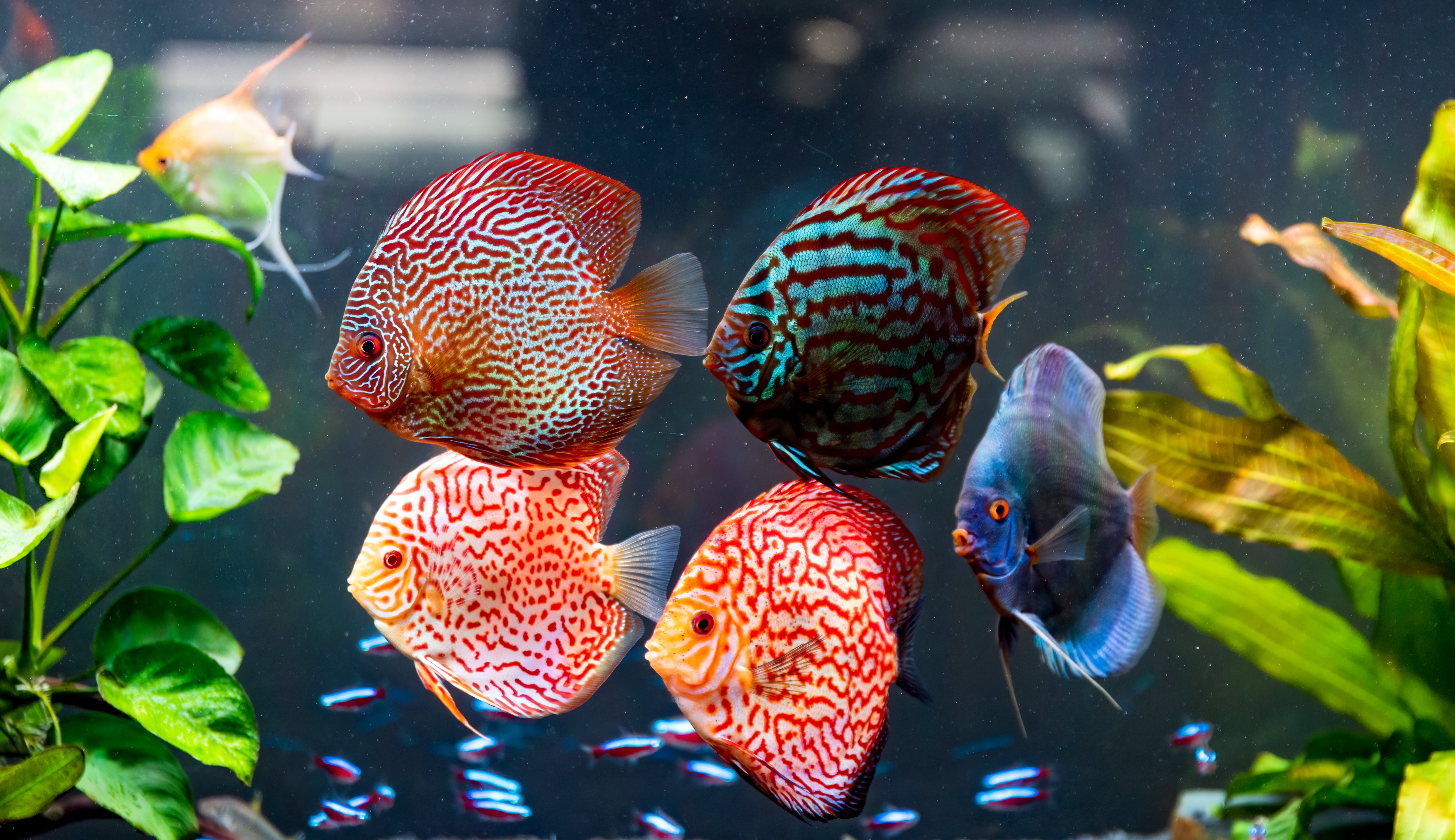 colorful fish