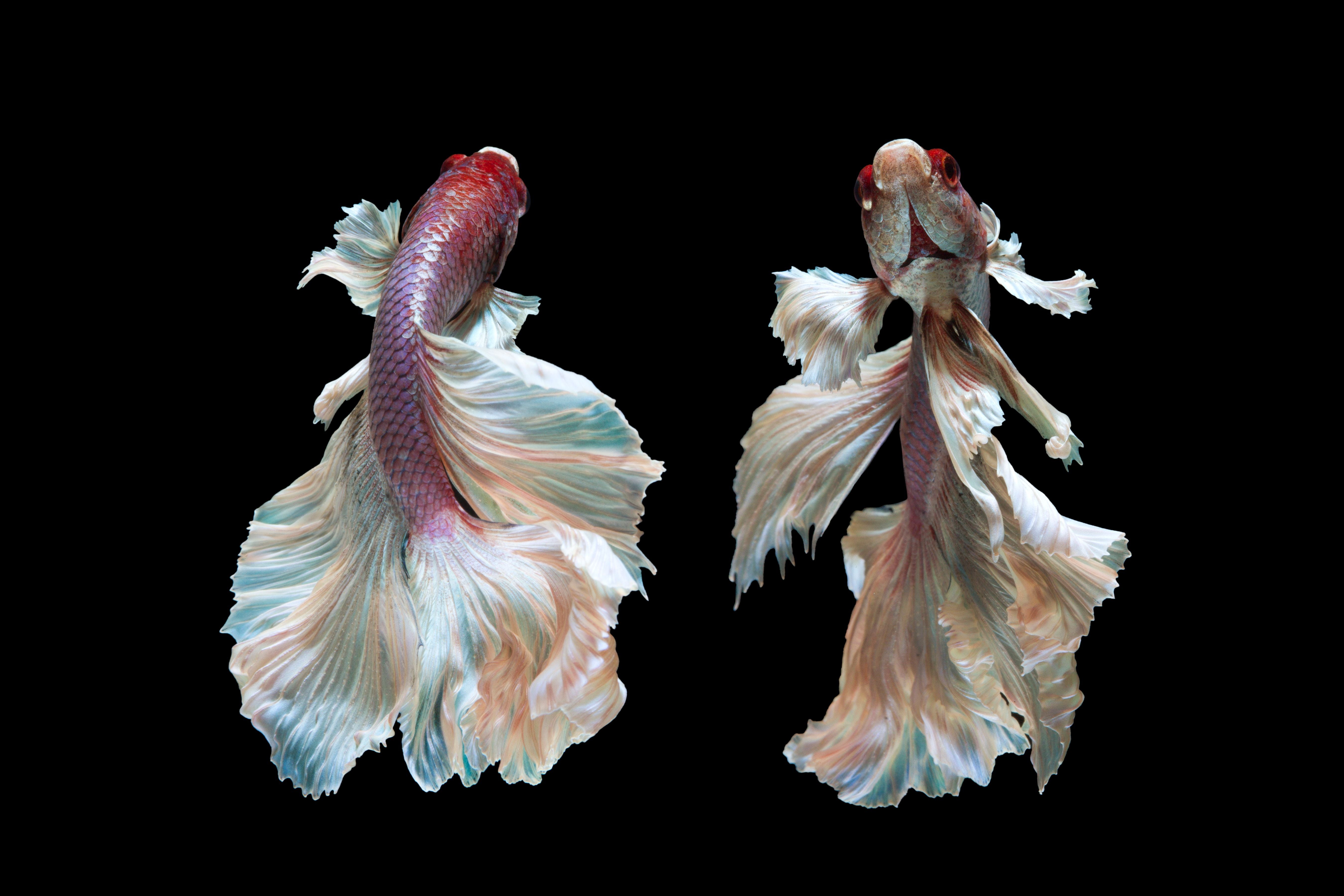 Betta fish