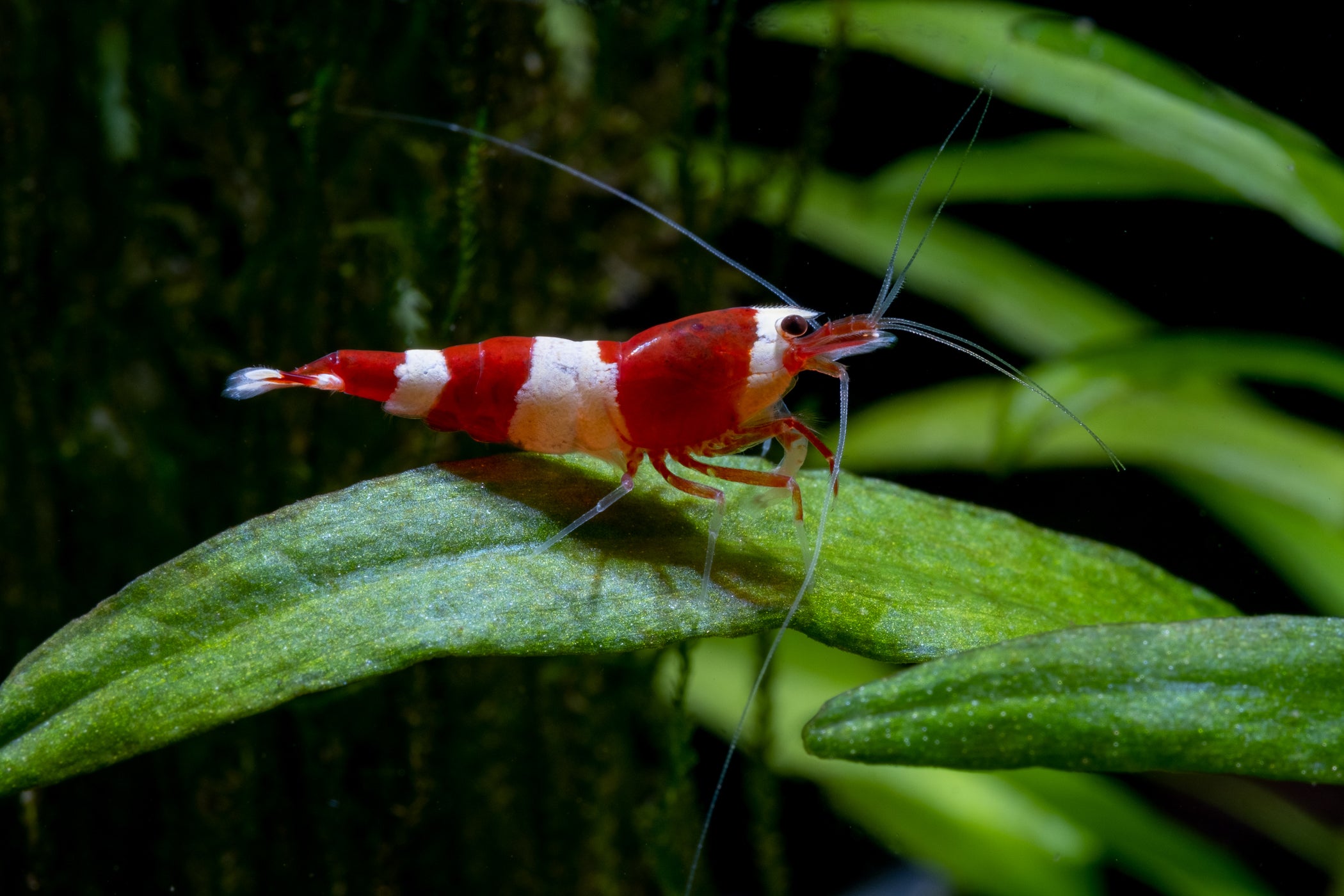 Care Guide for Caridina Shrimp | Crystal Red Caridina Shrimp on a live aquarium plants