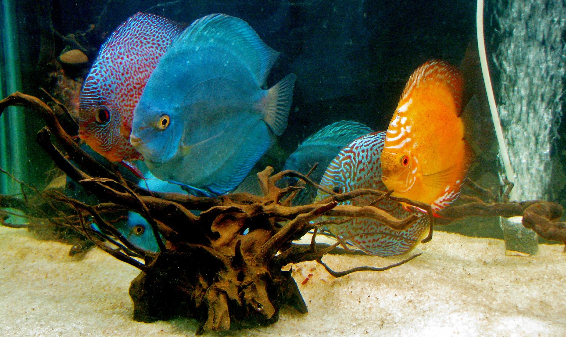 Quarantine your fish... Why it is important? What Is Quarantine? How can I quarantine fish?