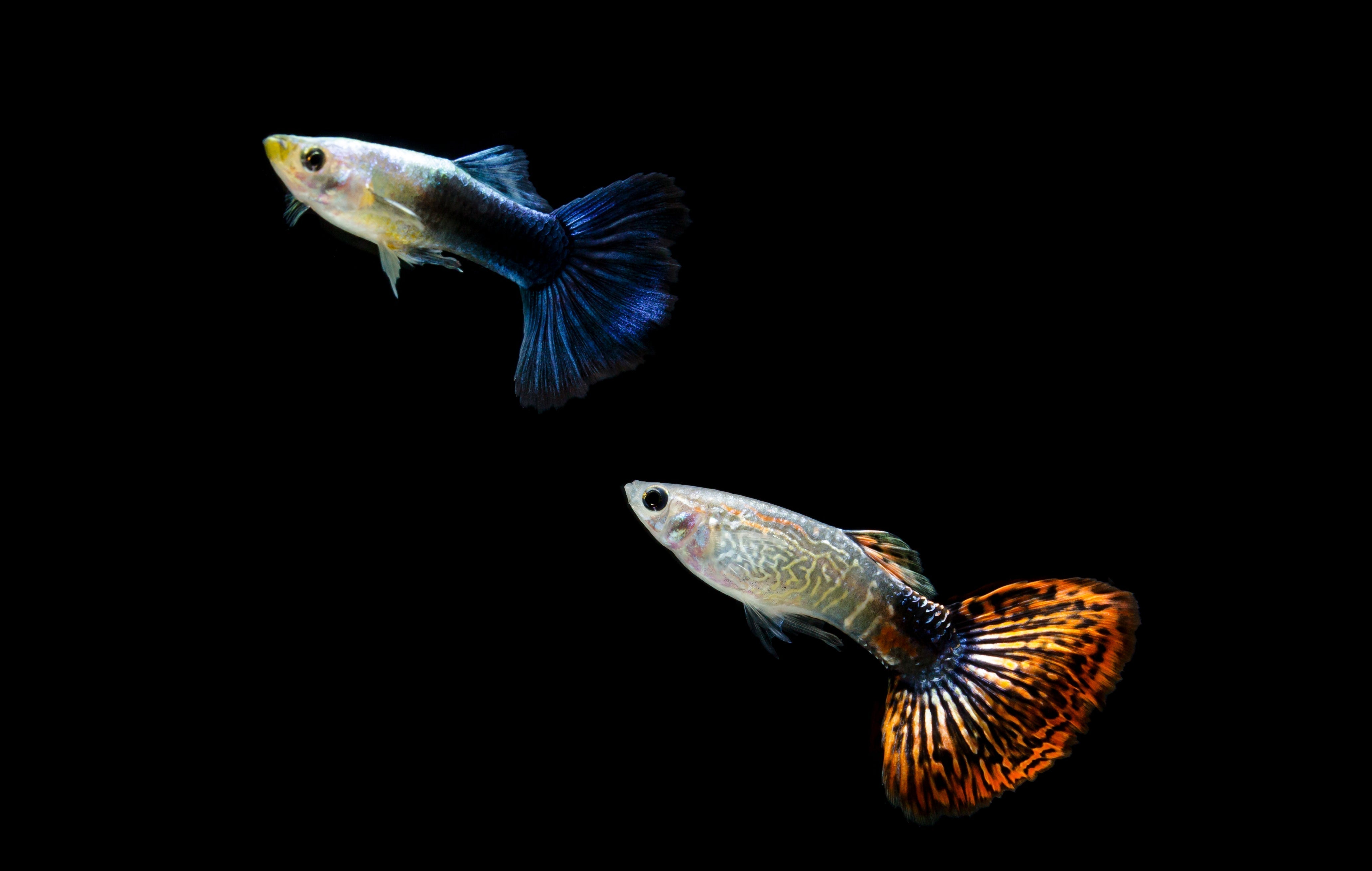 guppy fishes