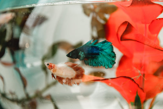 betta fish