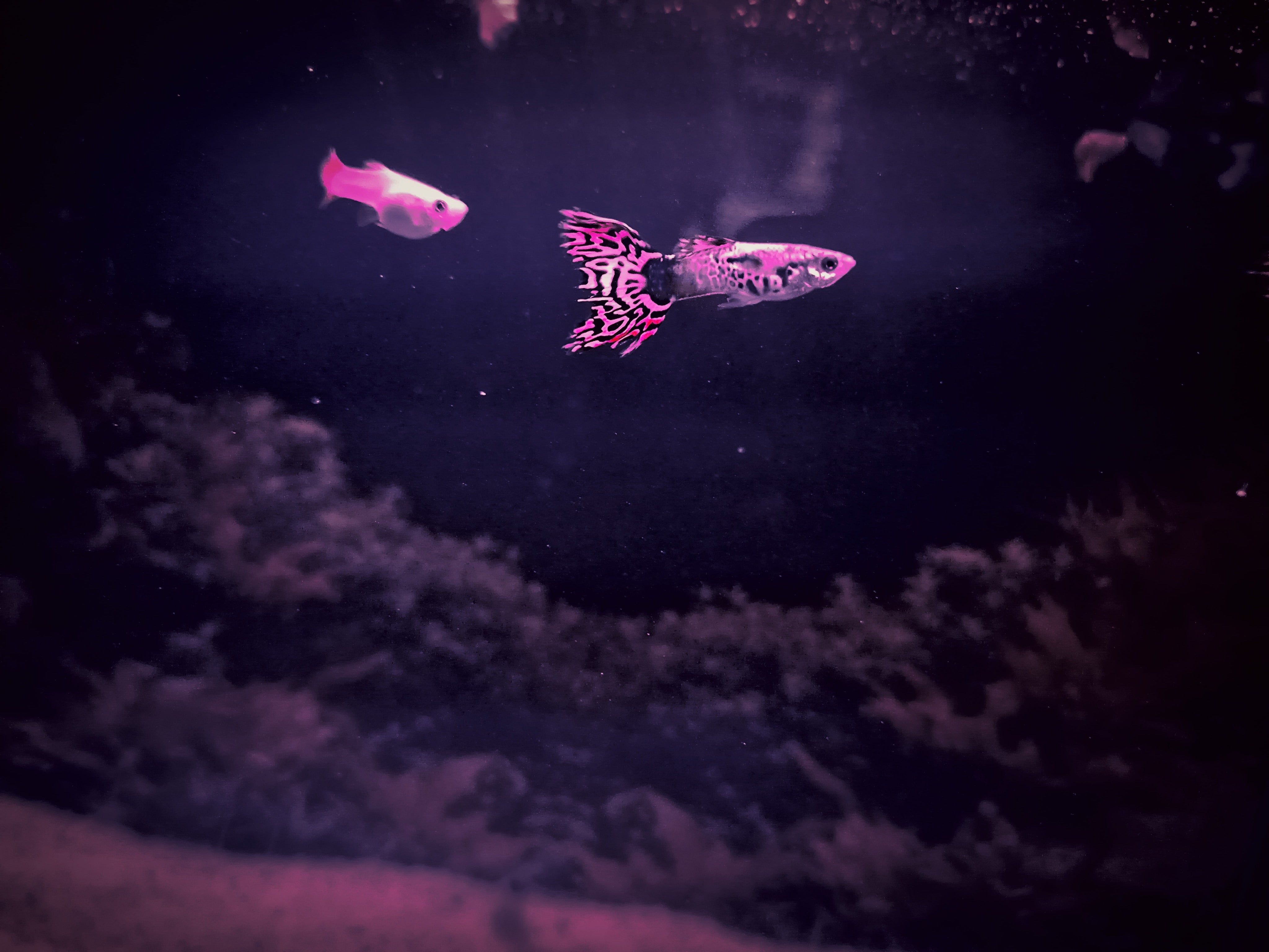 guppy fish