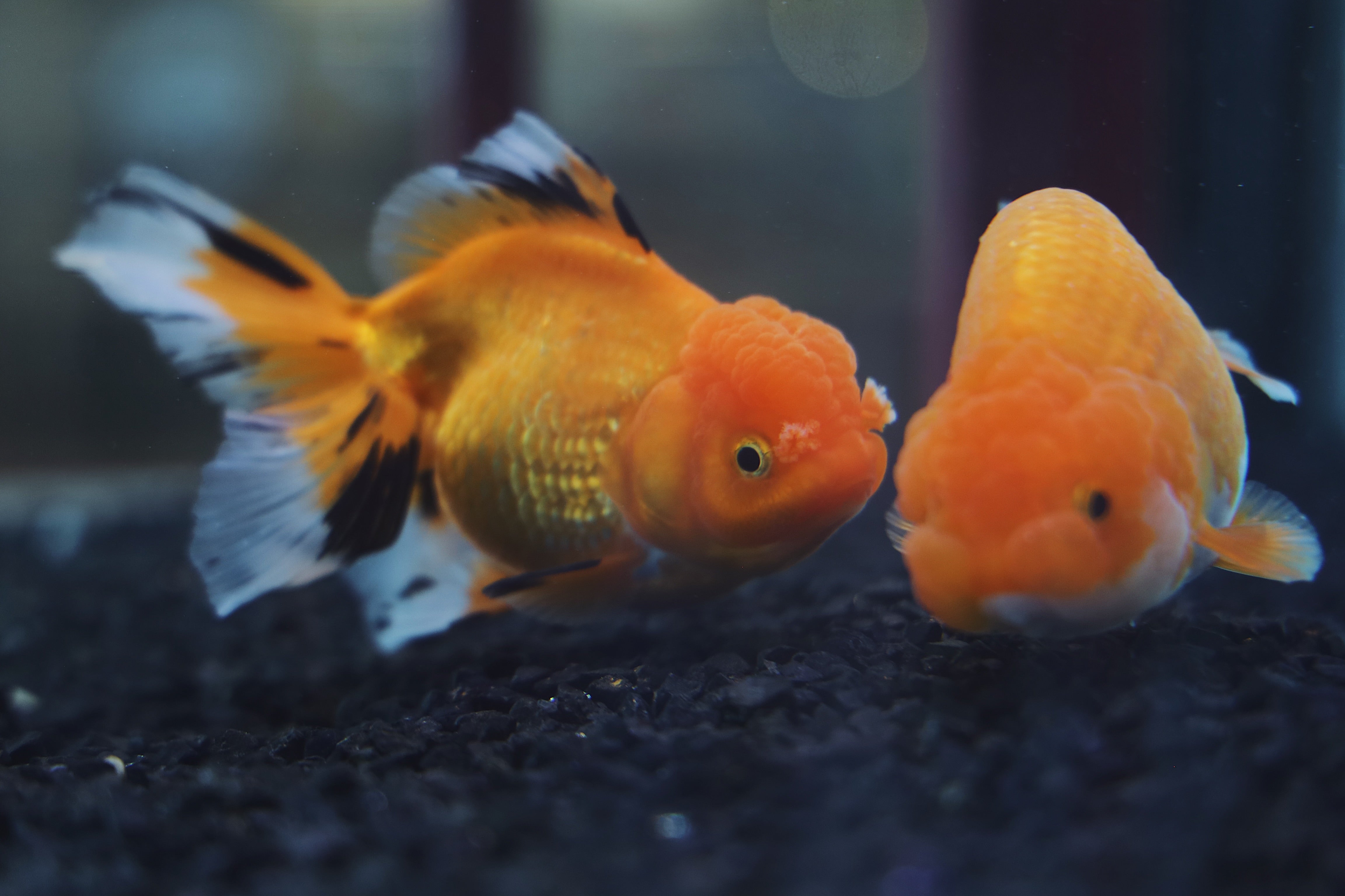 5 Easy Aquarium Plants for Goldfish (That They Won't Destroy) – Aquarium  Co-Op