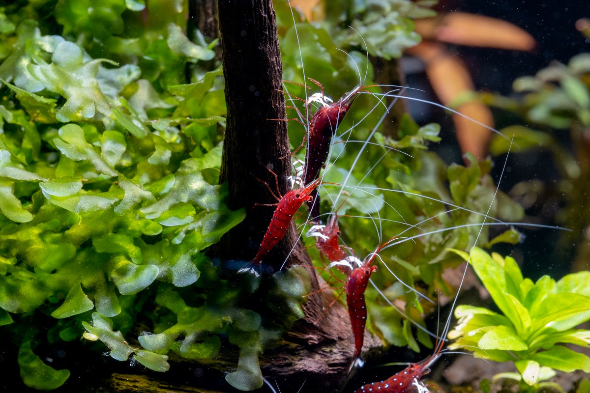 freshwater shrimps