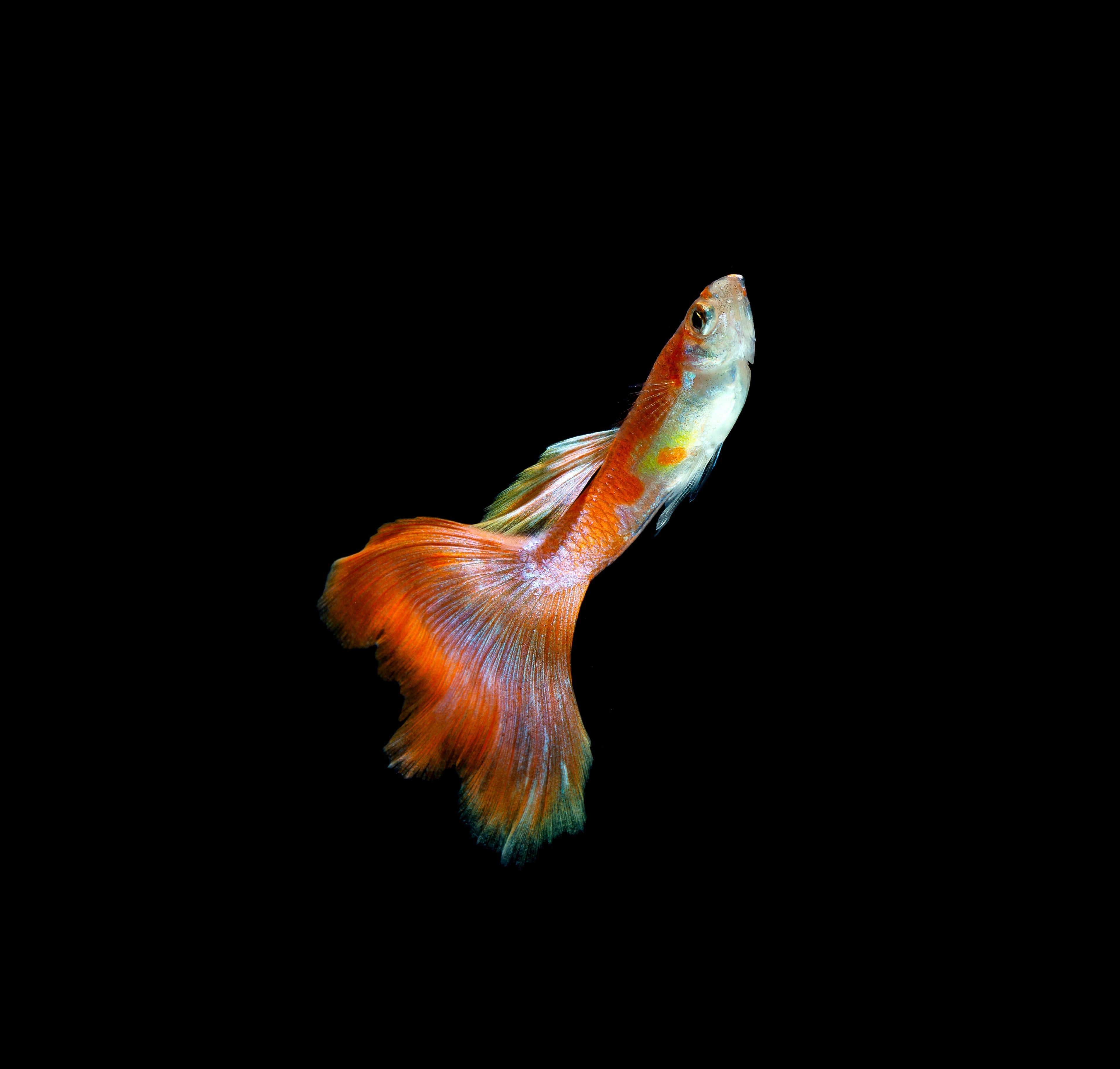 Guppy fish