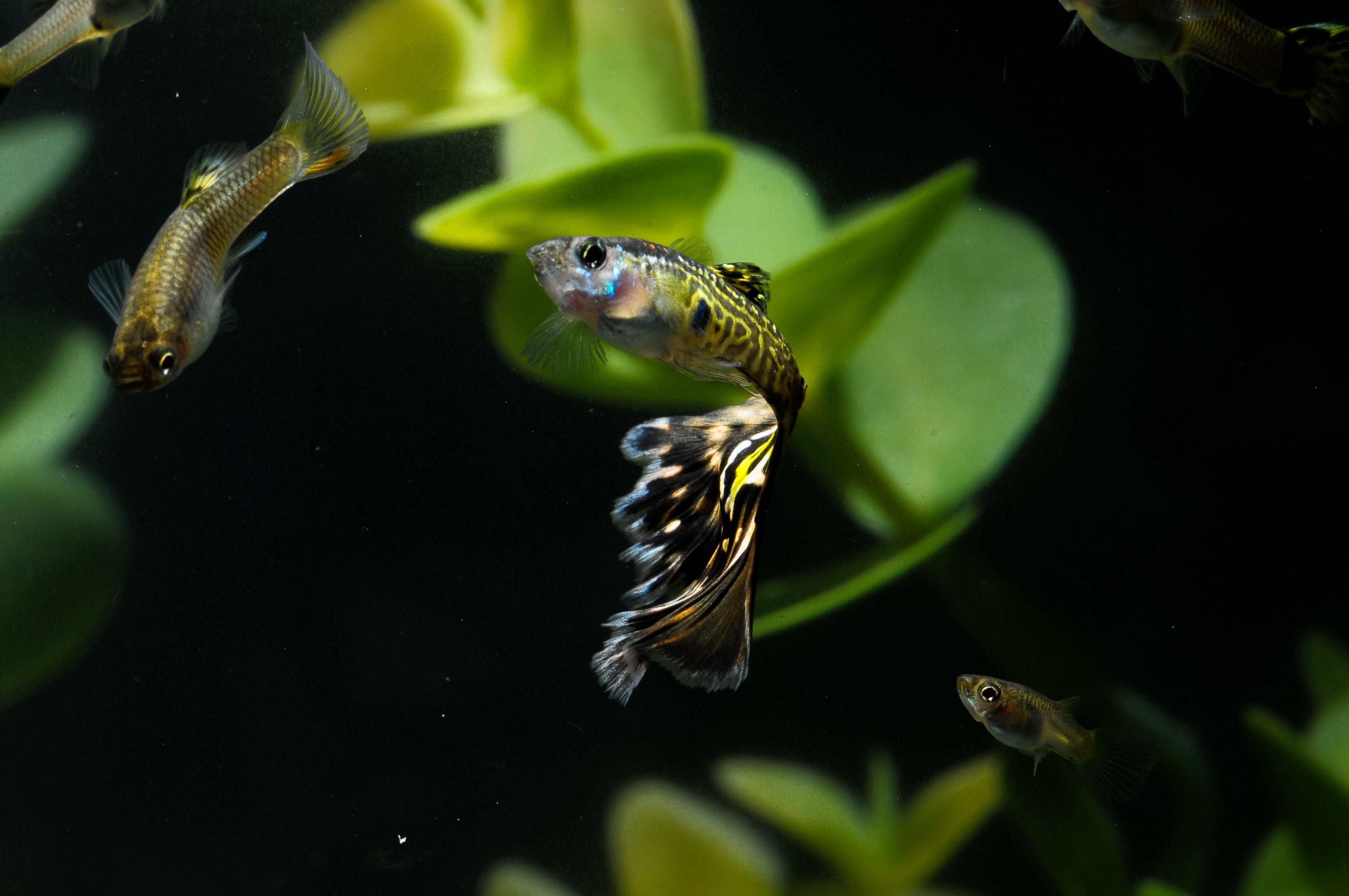 guppy fish