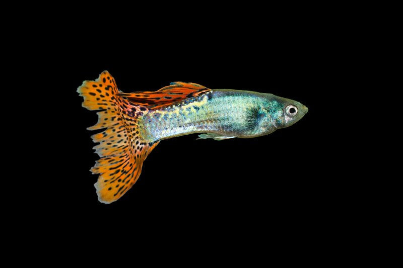 guppy fish
