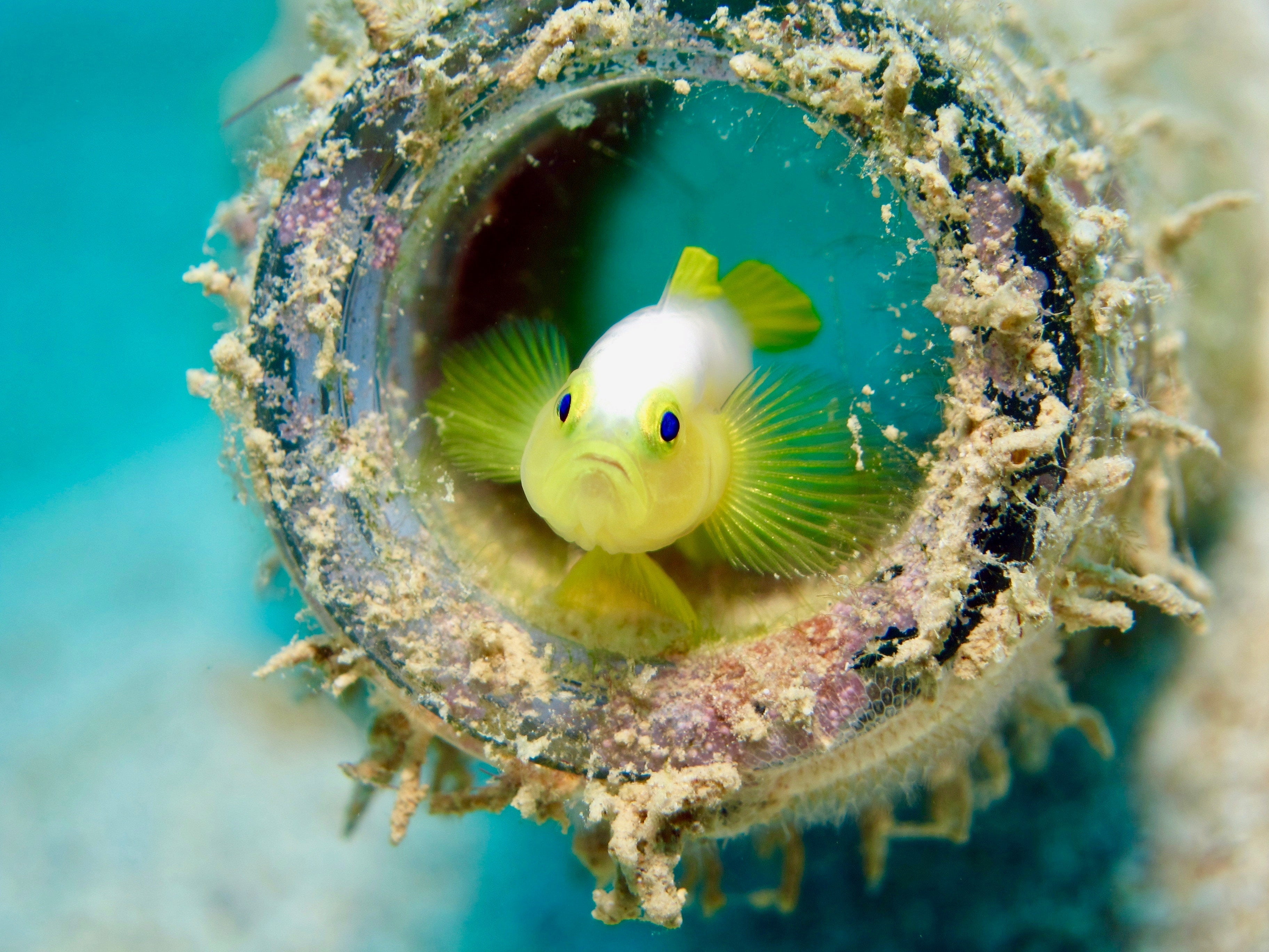 Freshwater goby
