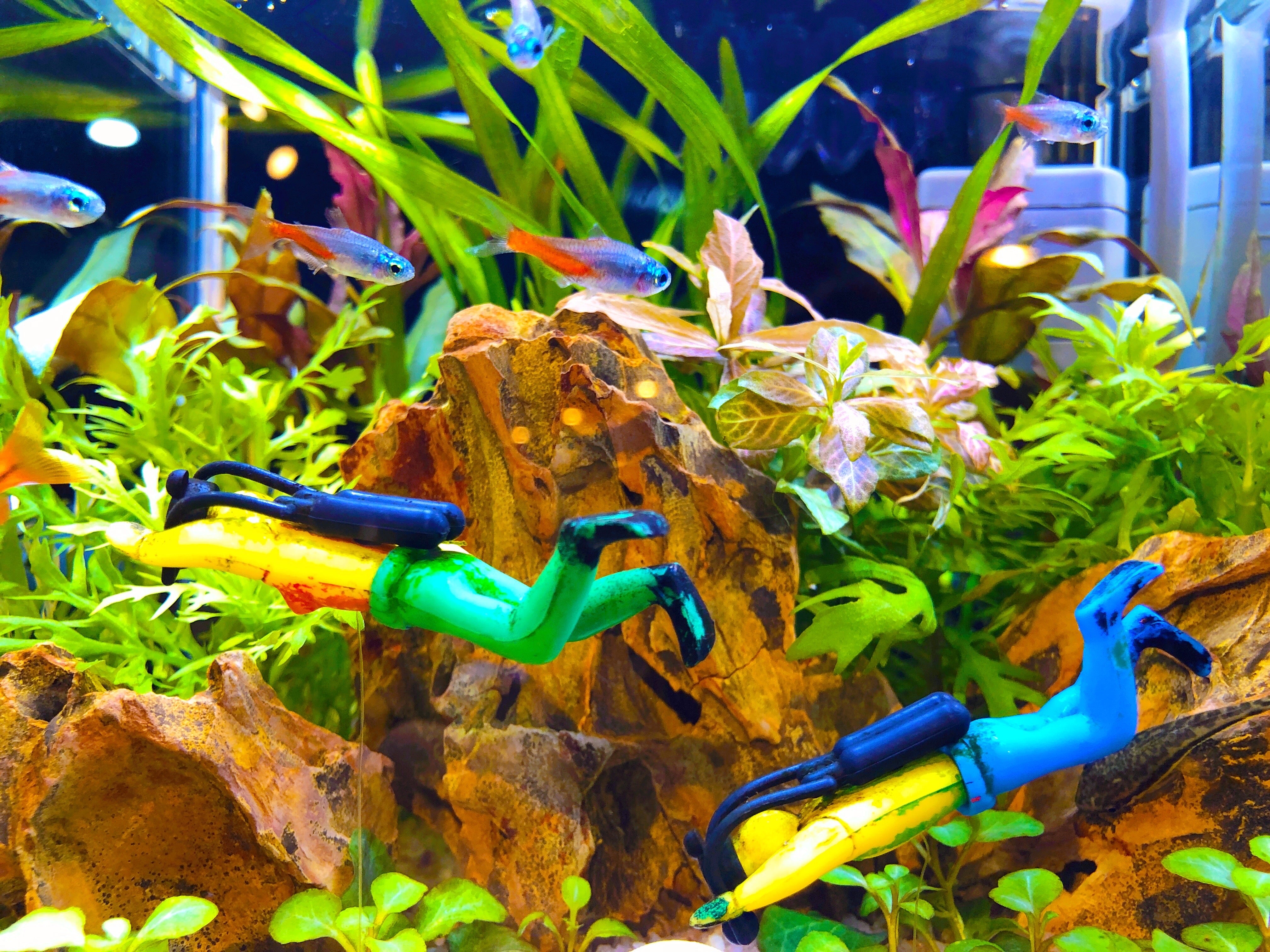 home aquarium