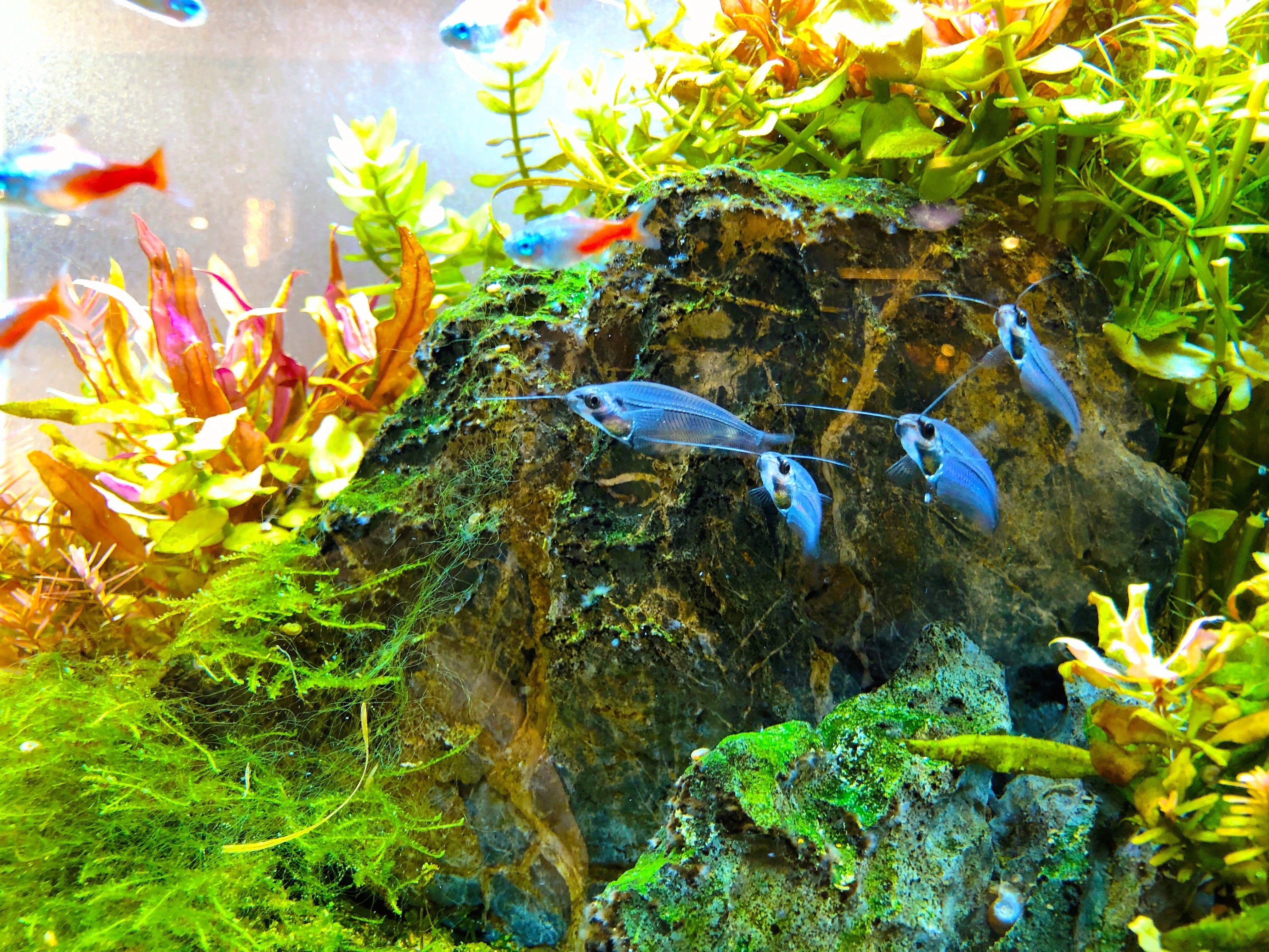 Aquarium