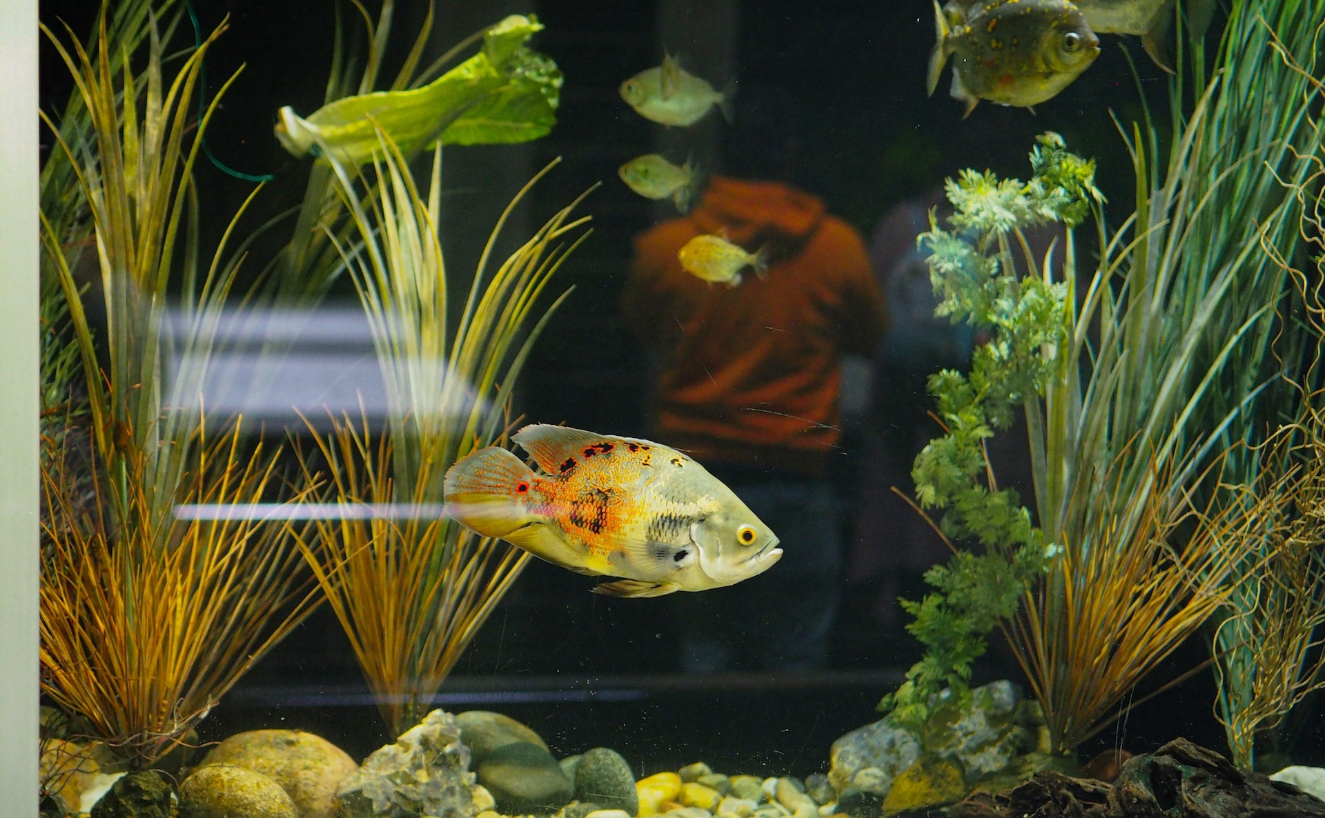 aquarium with aquatic plants