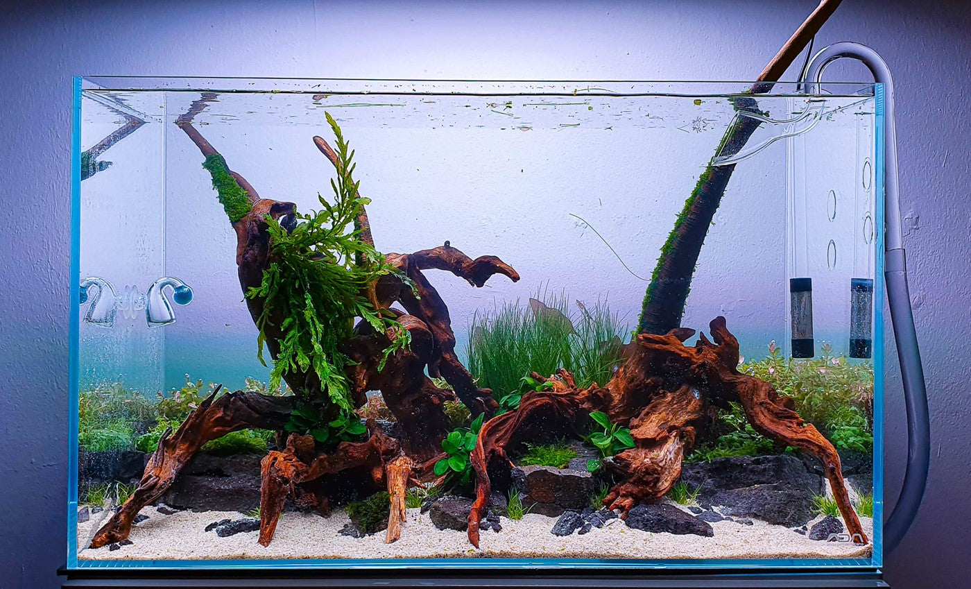 HOW TO PREPARE, CURE, AND PLACE DRIFTWOOD IN YOUR FRESHWATER