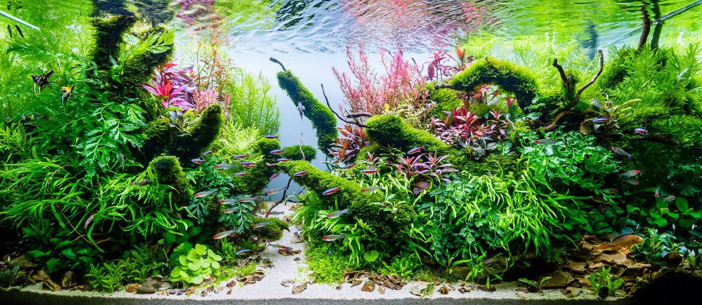 Planted Aquarium Tank use Tropica Tissue Culture Plants