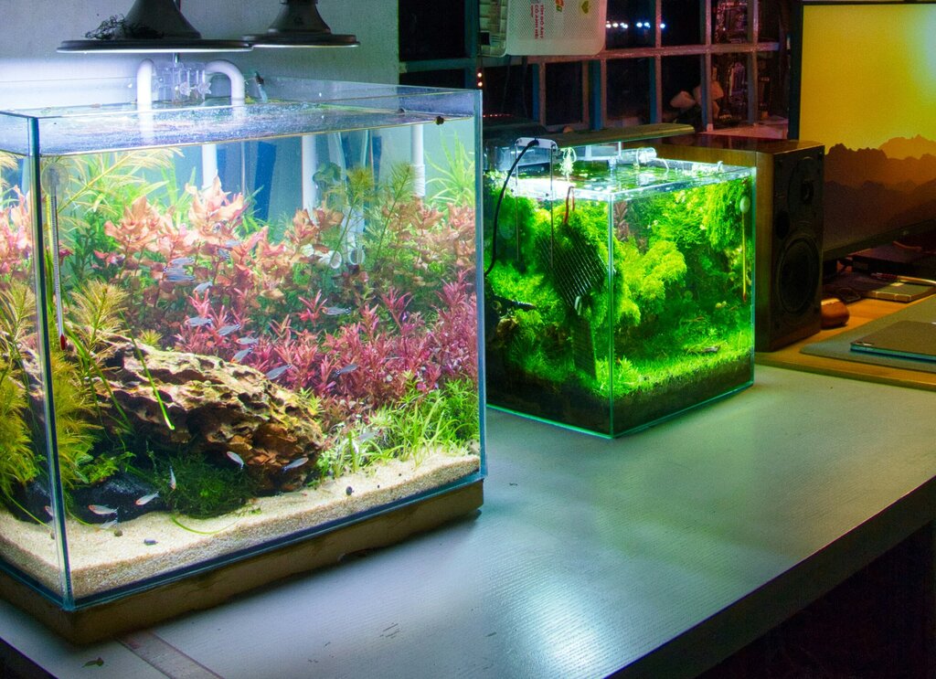 aquariums at home