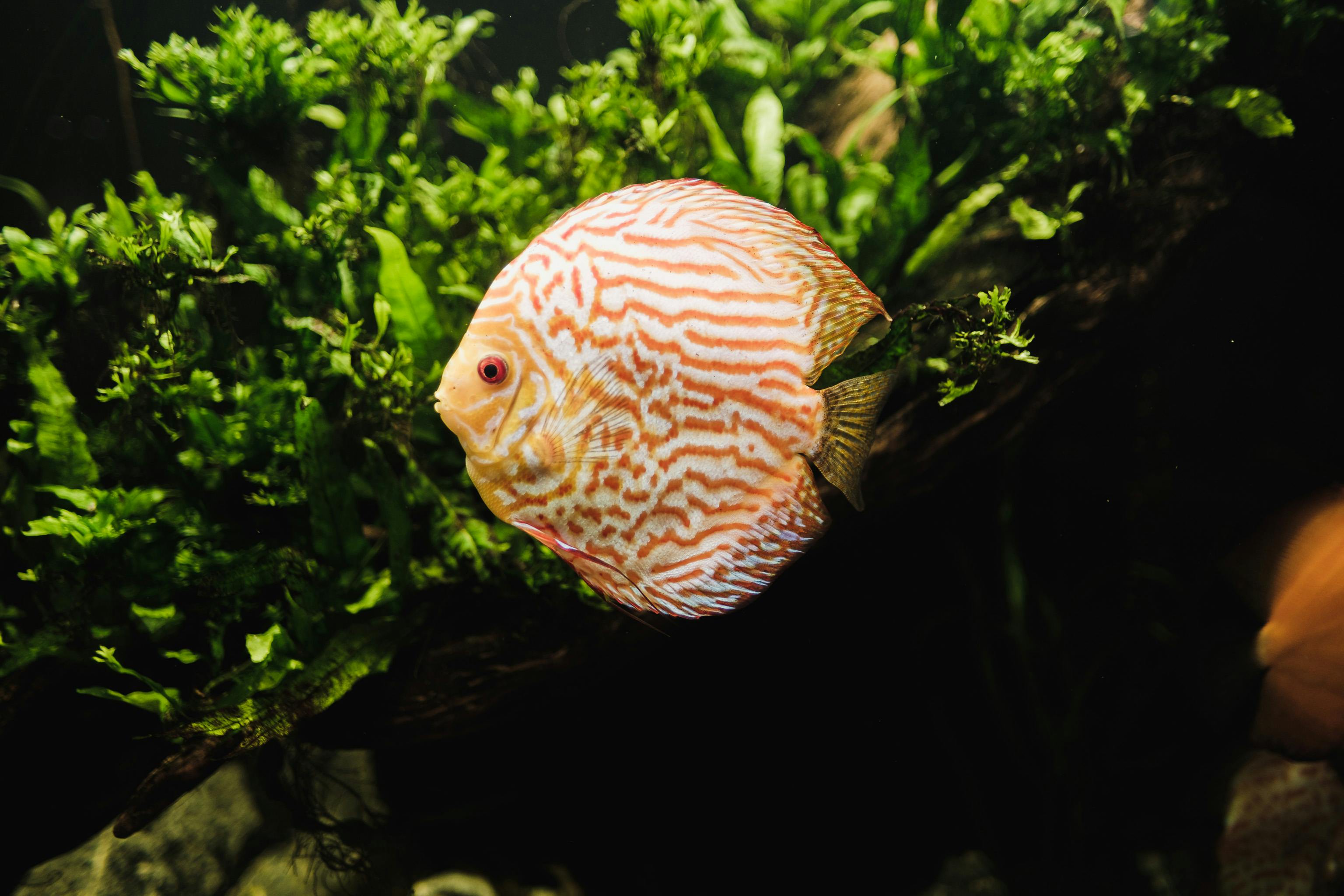 Discus, freshwater fish, discus fish, types of discus, top 5 conterpiece fish for your freshwater aquarium