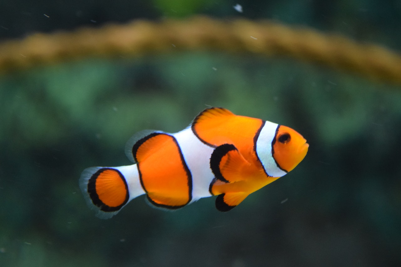 fish tank