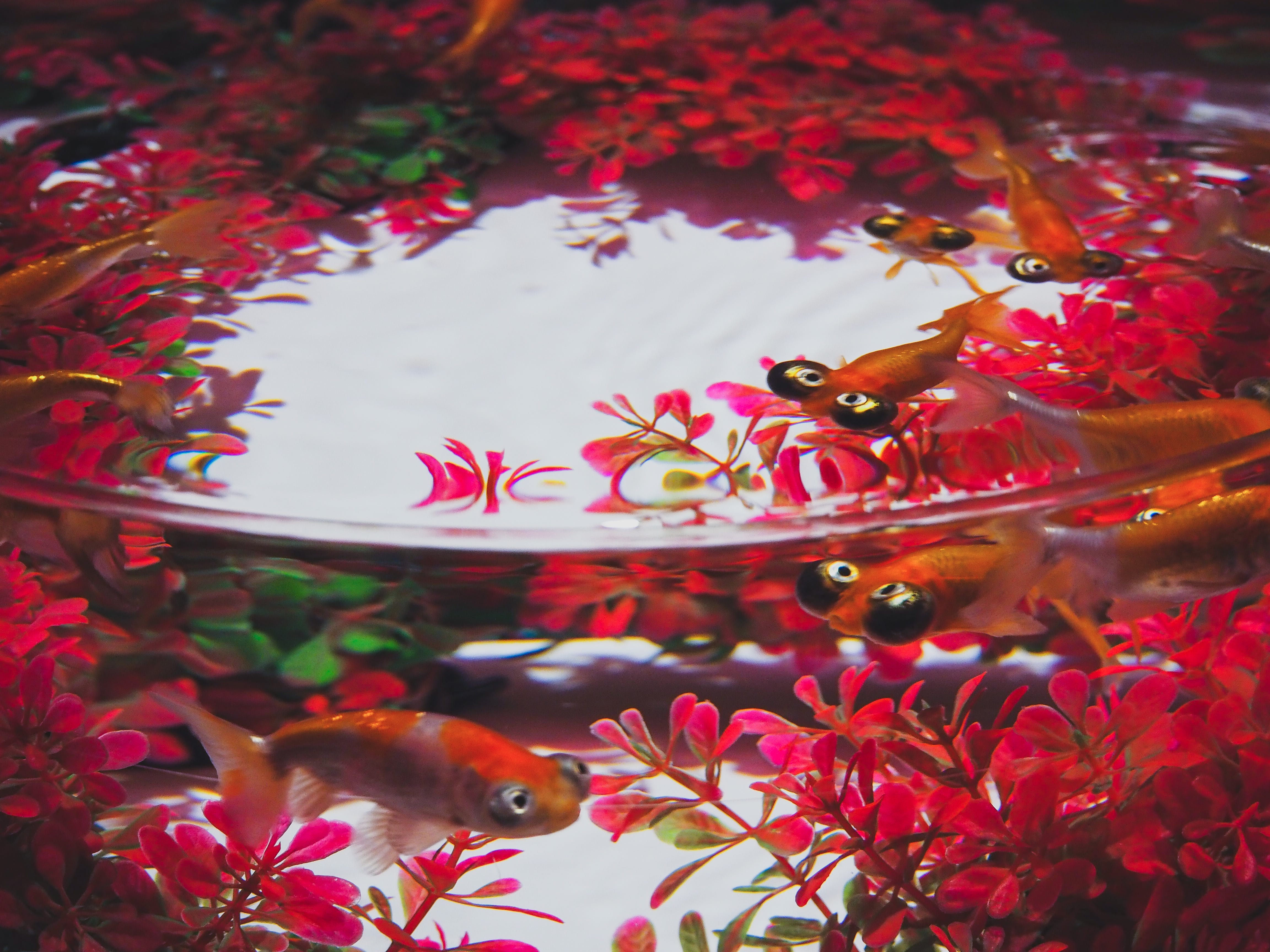 aquarium plants