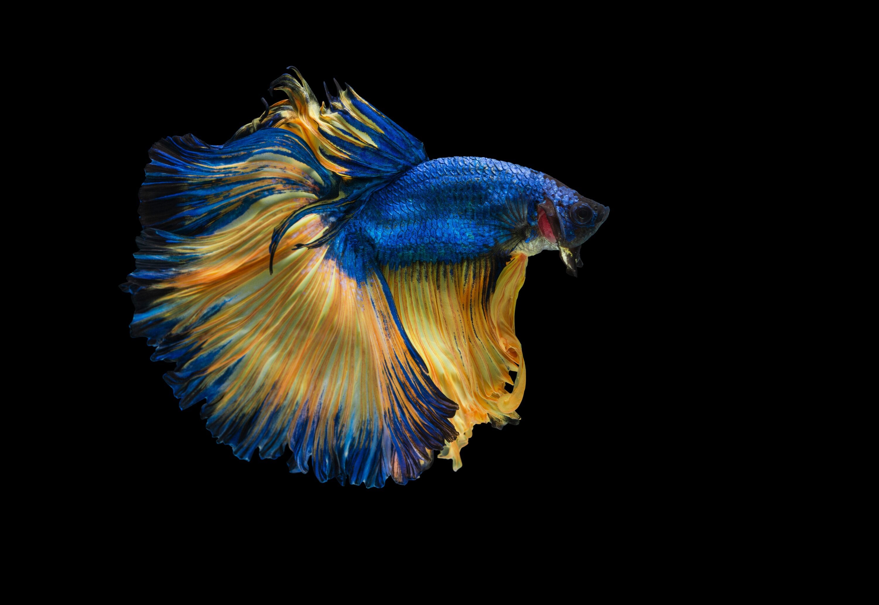 Betta Fish